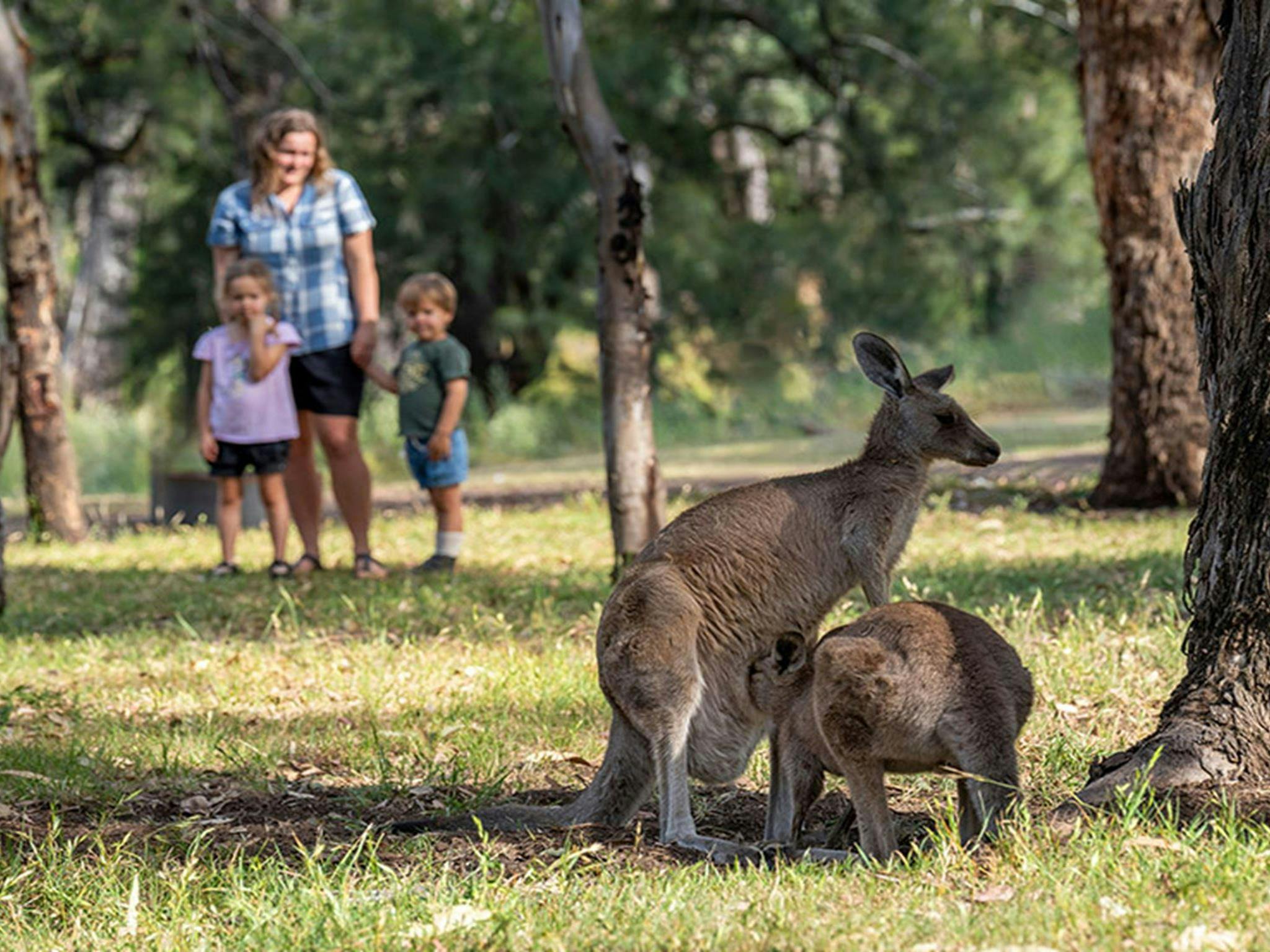 Campers spotting kangaroos from a distance. Credit: John Spencer &copy; DCCEEW