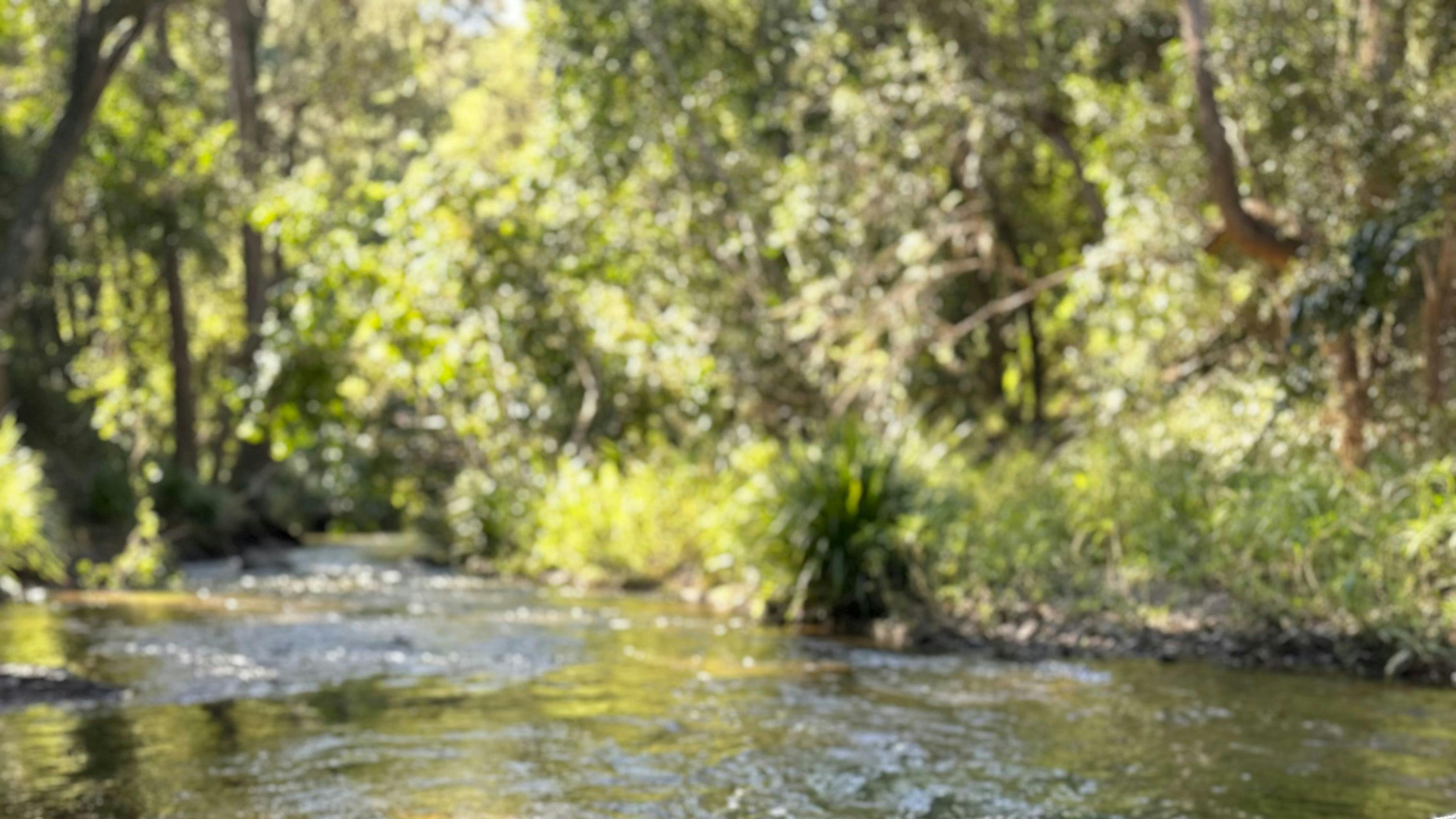 Camp Life By The Creek