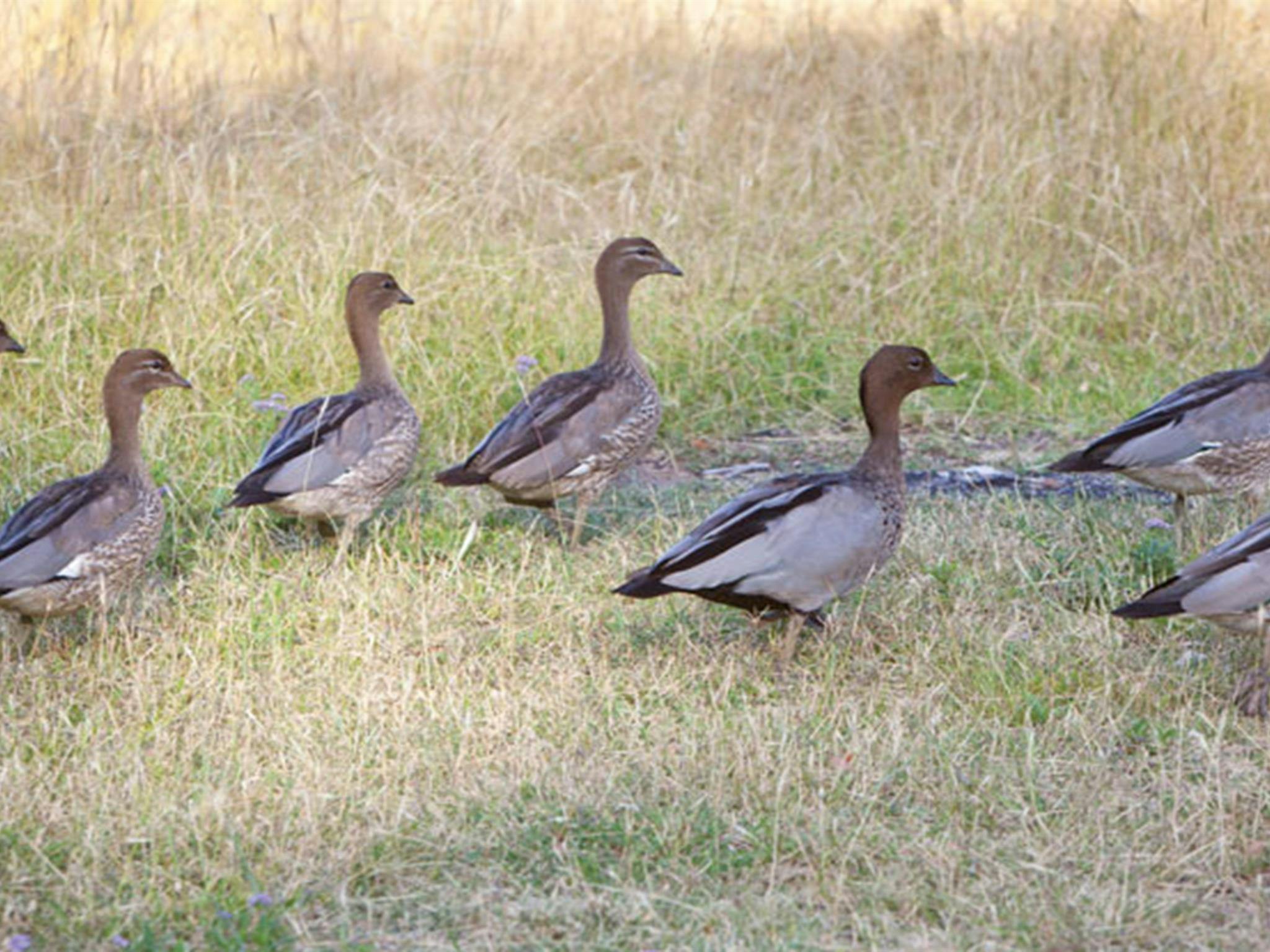 Camp Wambelong, Warrumbungle National Park. Photo: Rob Cleary/DPIE
