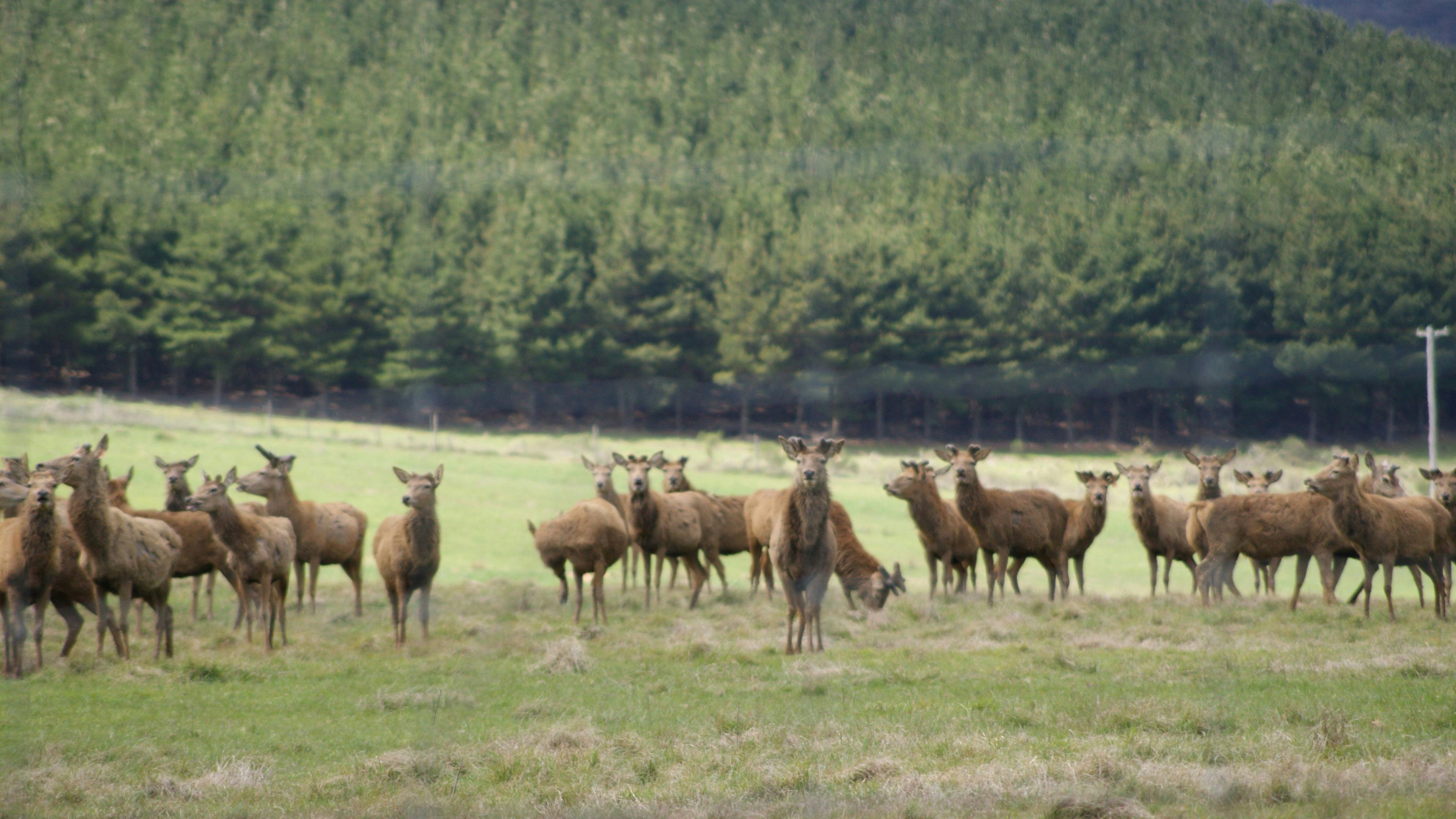 Mandagery Creek Venison Farm down Greening Lane