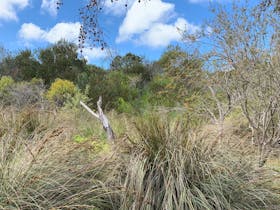 Canunda Views