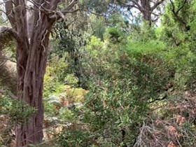 Canunda Views