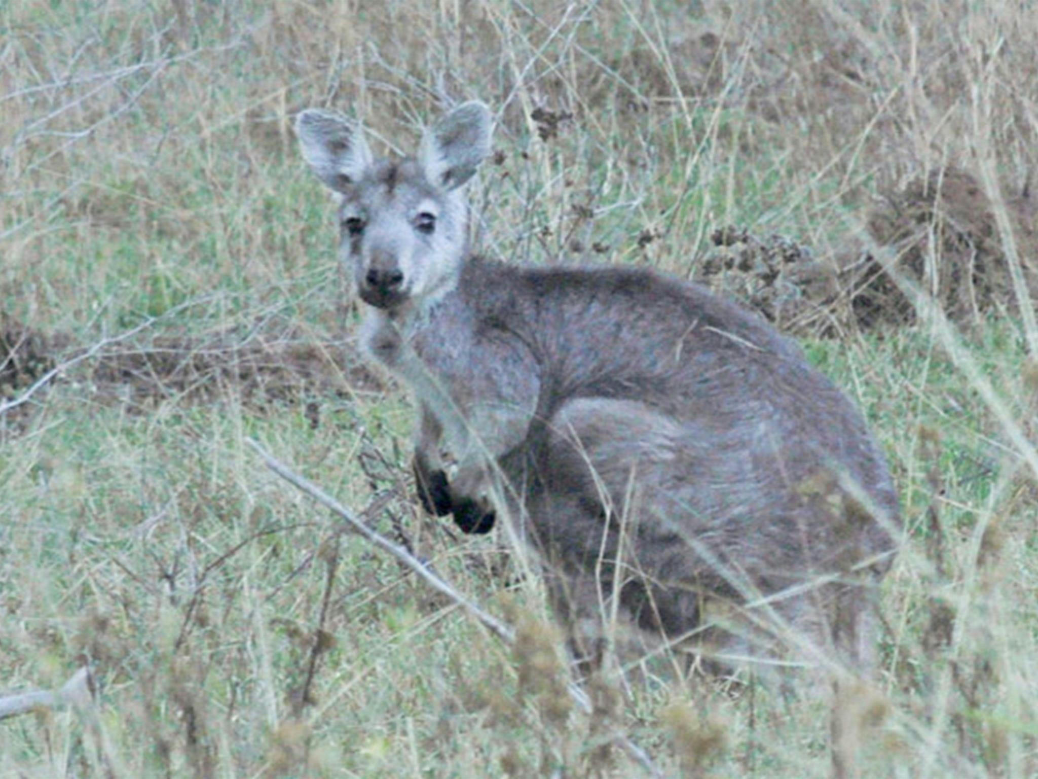 卡珀蒂國家公園。照片：米歇爾·巴頓/OEH