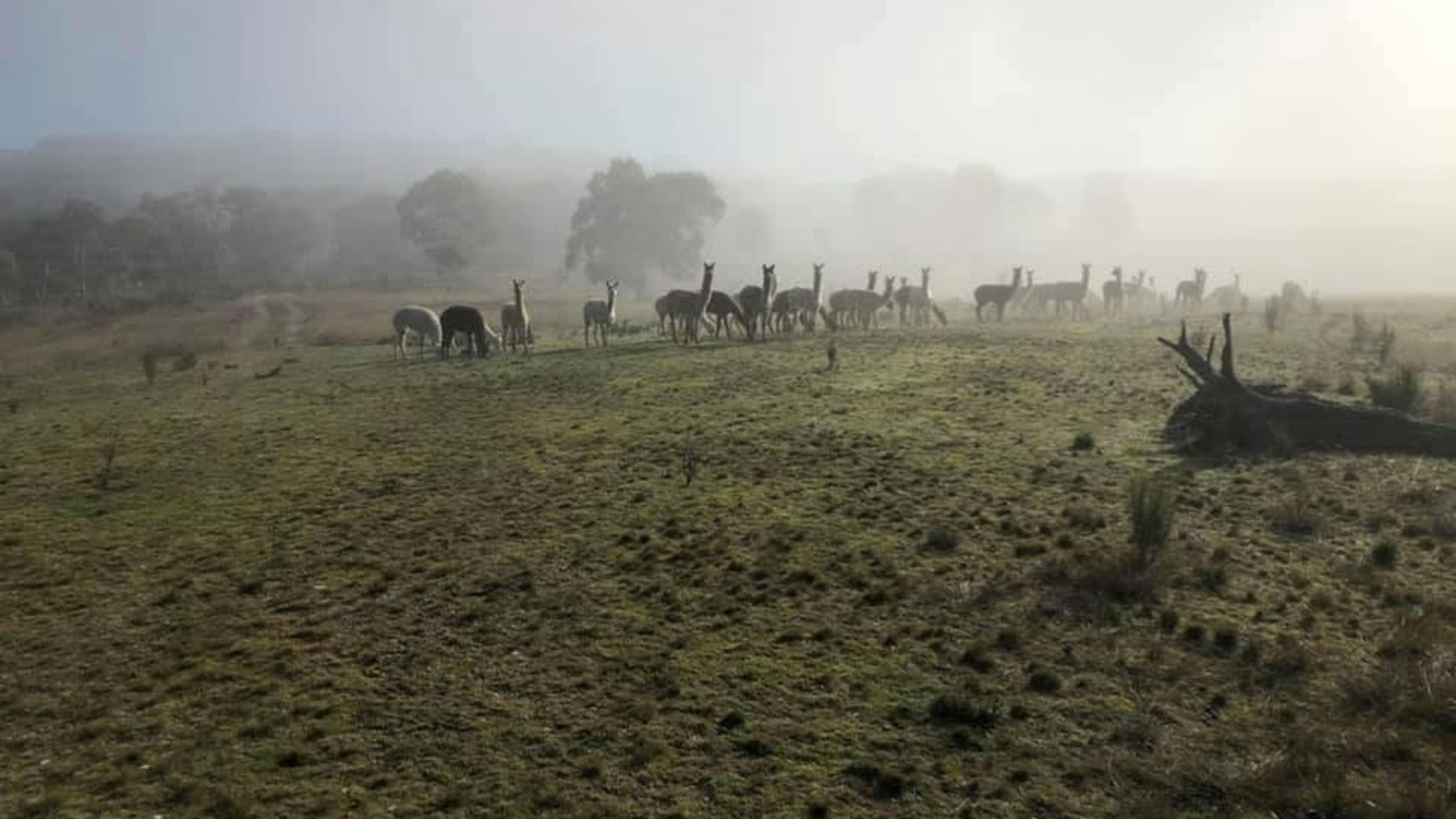 Lynsdale Park