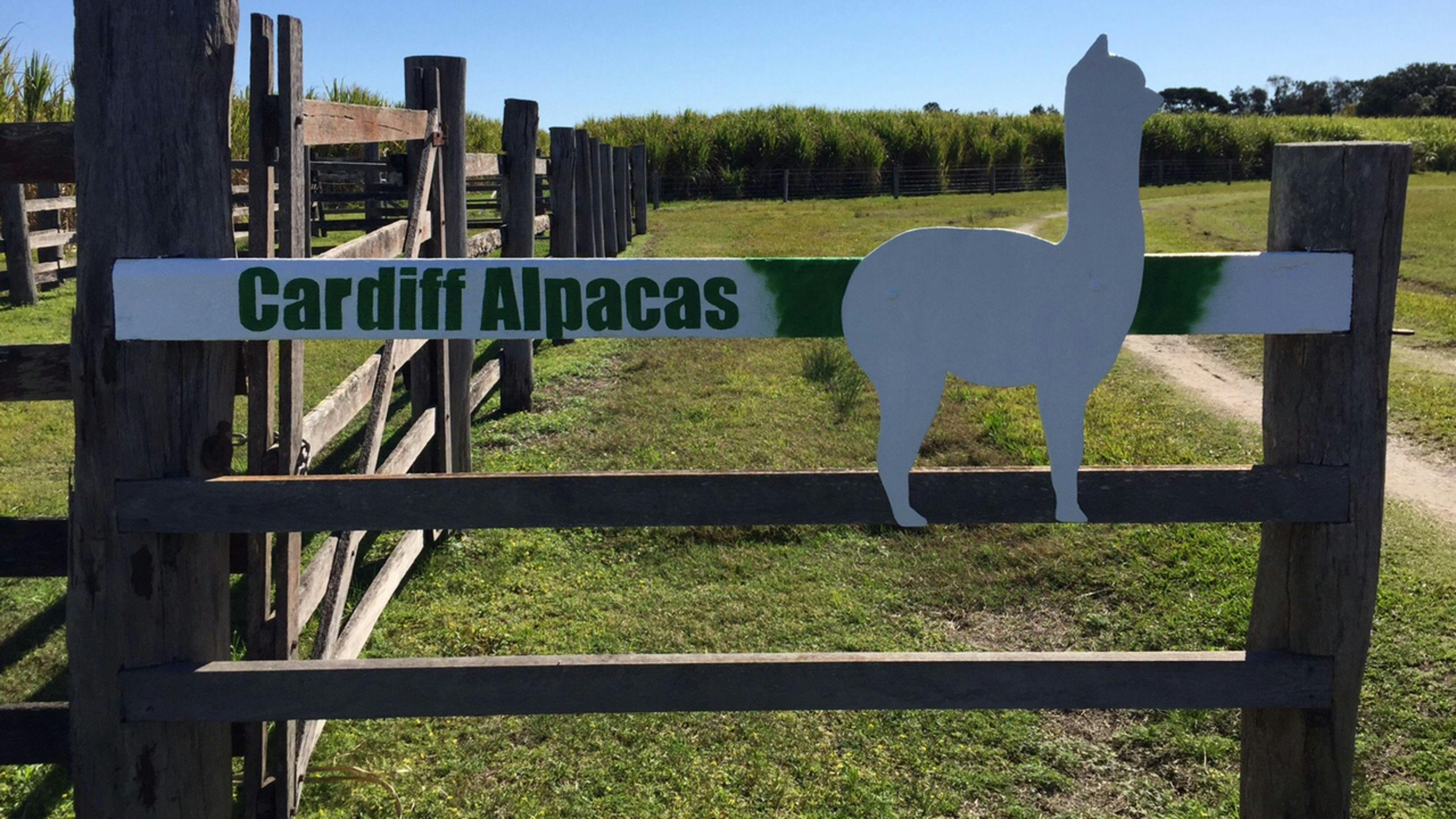 Welcome to Cardiff Alpacas