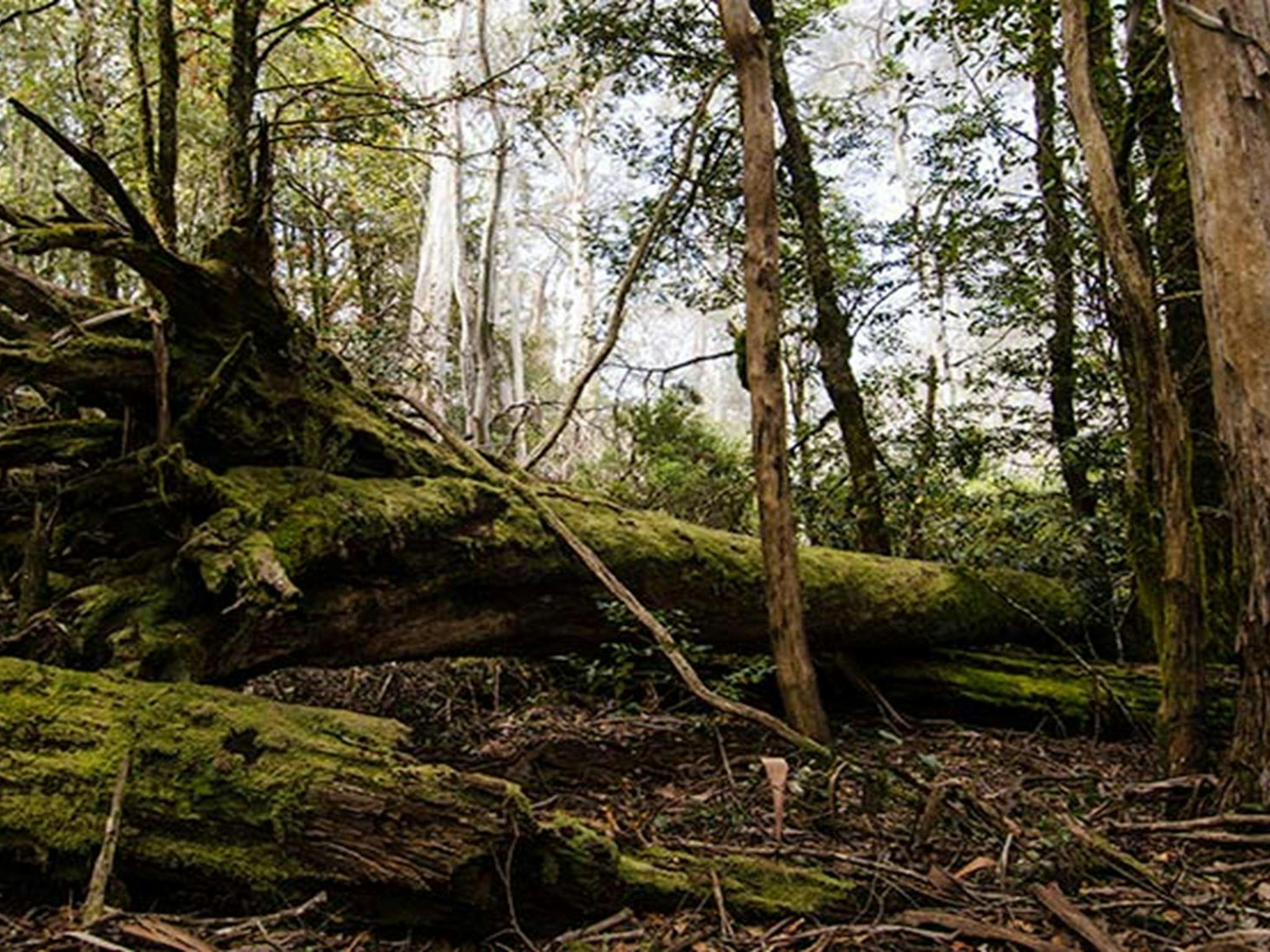 캐리스 피크(Careys Peak) 트레일 배링턴 톱스 국립공원(Barrington Tops National Park). 사진: 존 스펜서 &copy; 에에