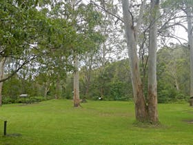 Carter Creek picnic area, Lane Cove National Park. Photo: Debby McGerty © OEH