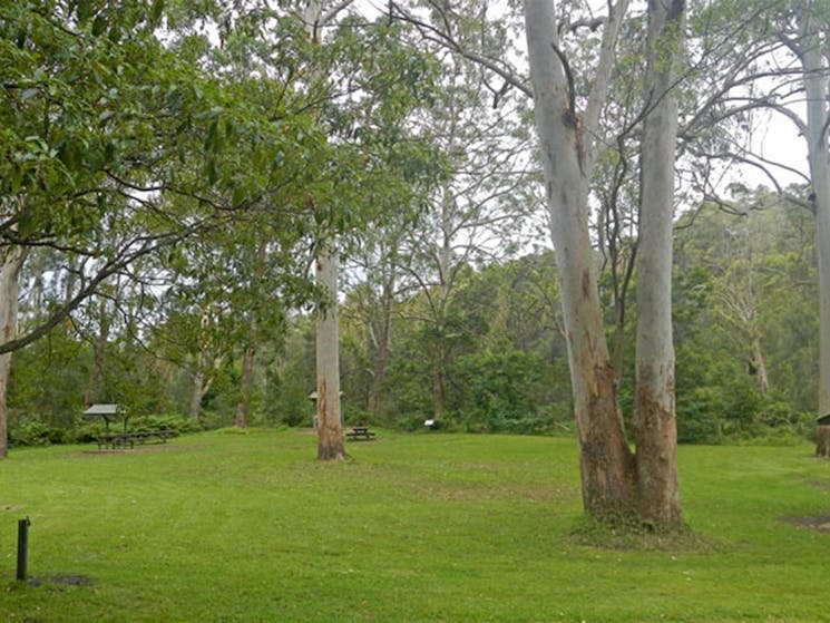 Carter Creek picnic area, Lane Cove National Park. Photo: Debby McGerty &copy; OEH