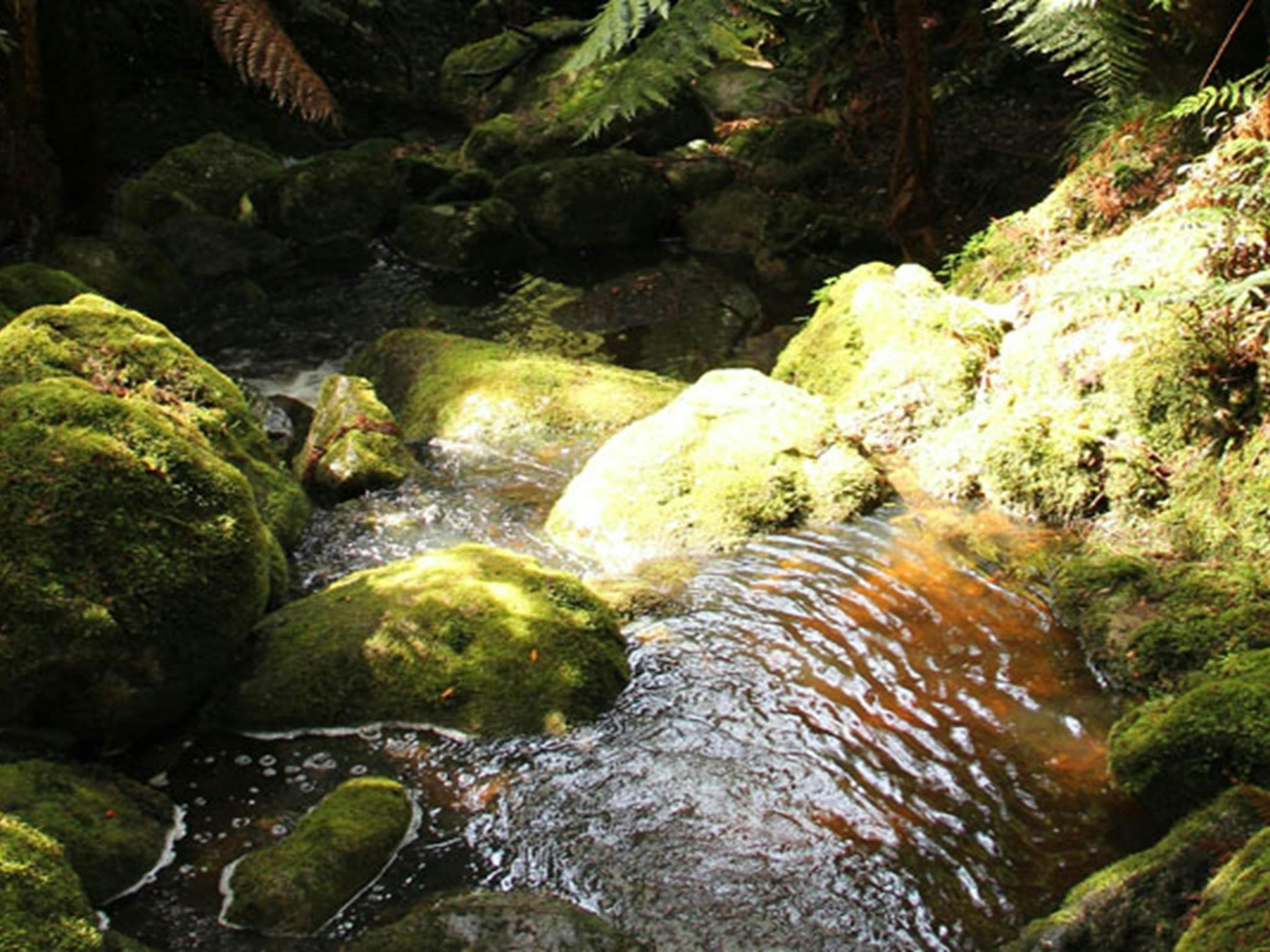 Carters Creek in South East Forest National Park. Photo credit: John Yurasek &copy; DPIE