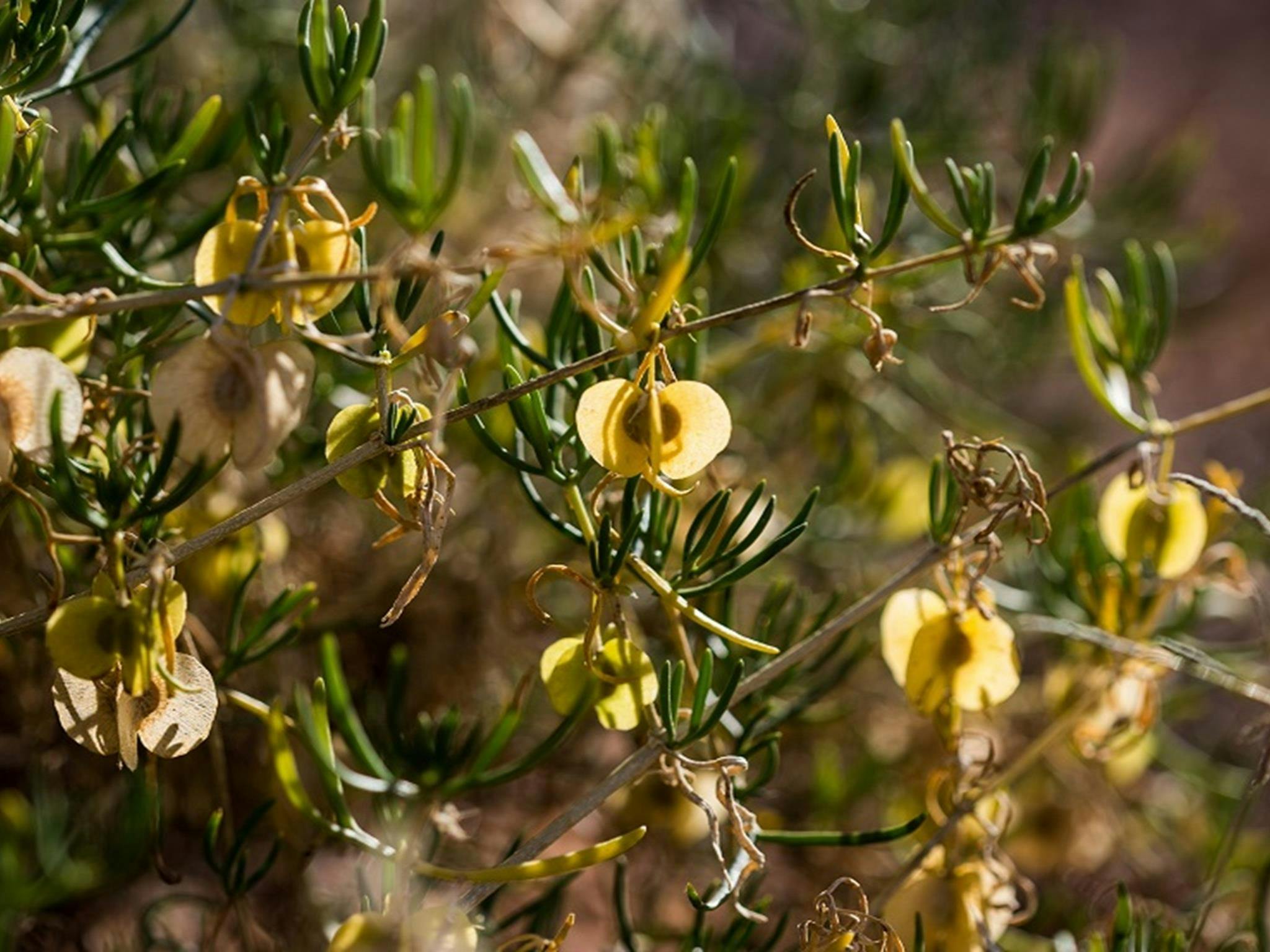 Climbing twinleaf at Caryapundy lookout campground, Narriearra Caryapundy Swamp National Park.