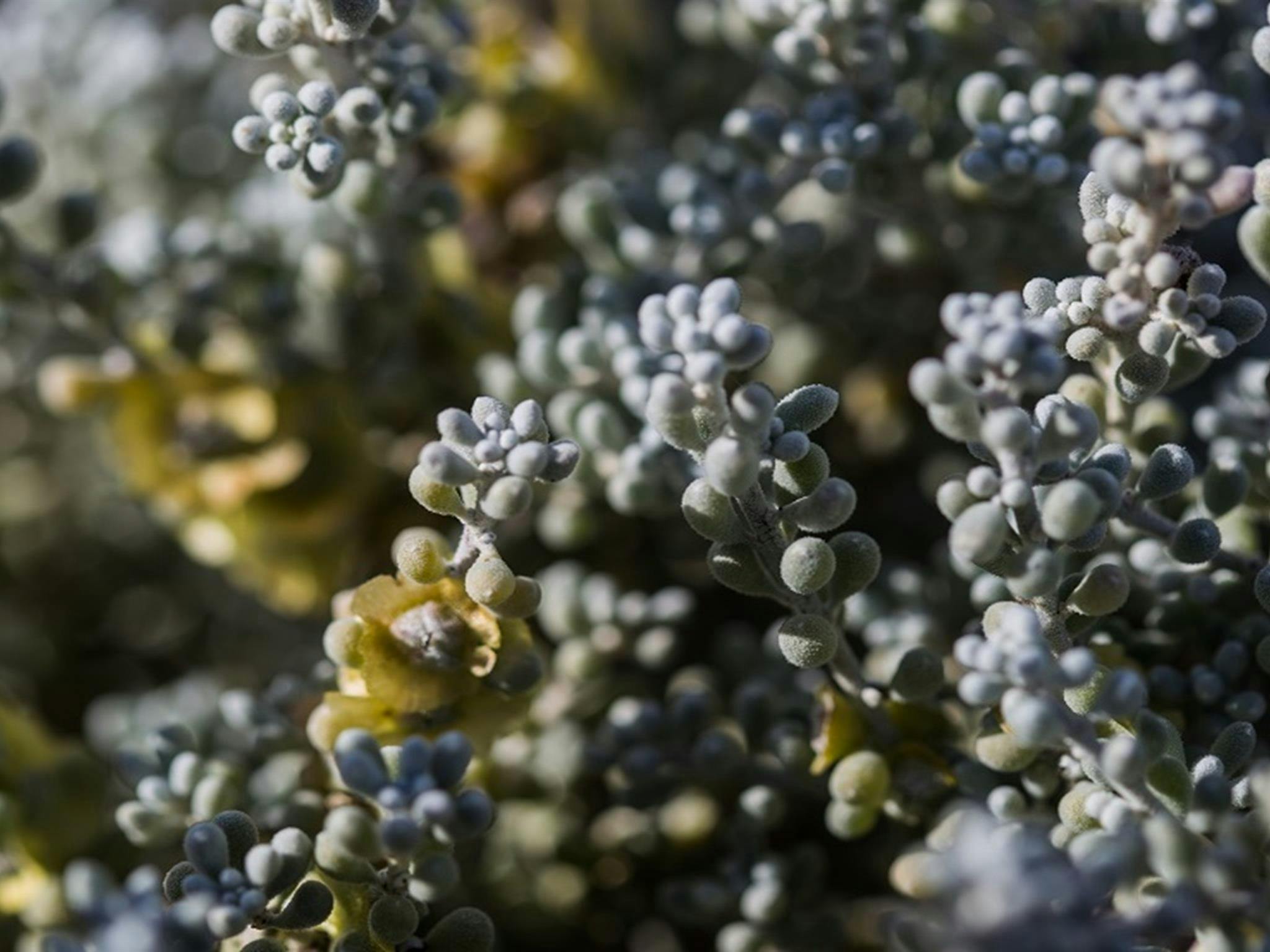 Low bluebush at Caryapundy lookout campground, Narriearra Caryapundy Swamp National Park. Photo: