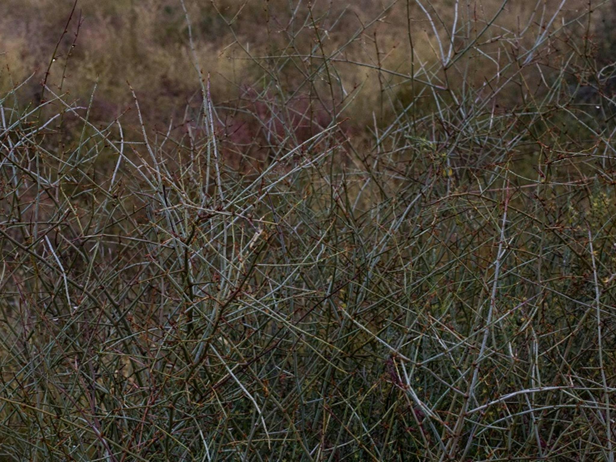 Lignum at Caryapundy lookout campground, Narriearra Caryapundy Swamp National Park. Photo: Courtney