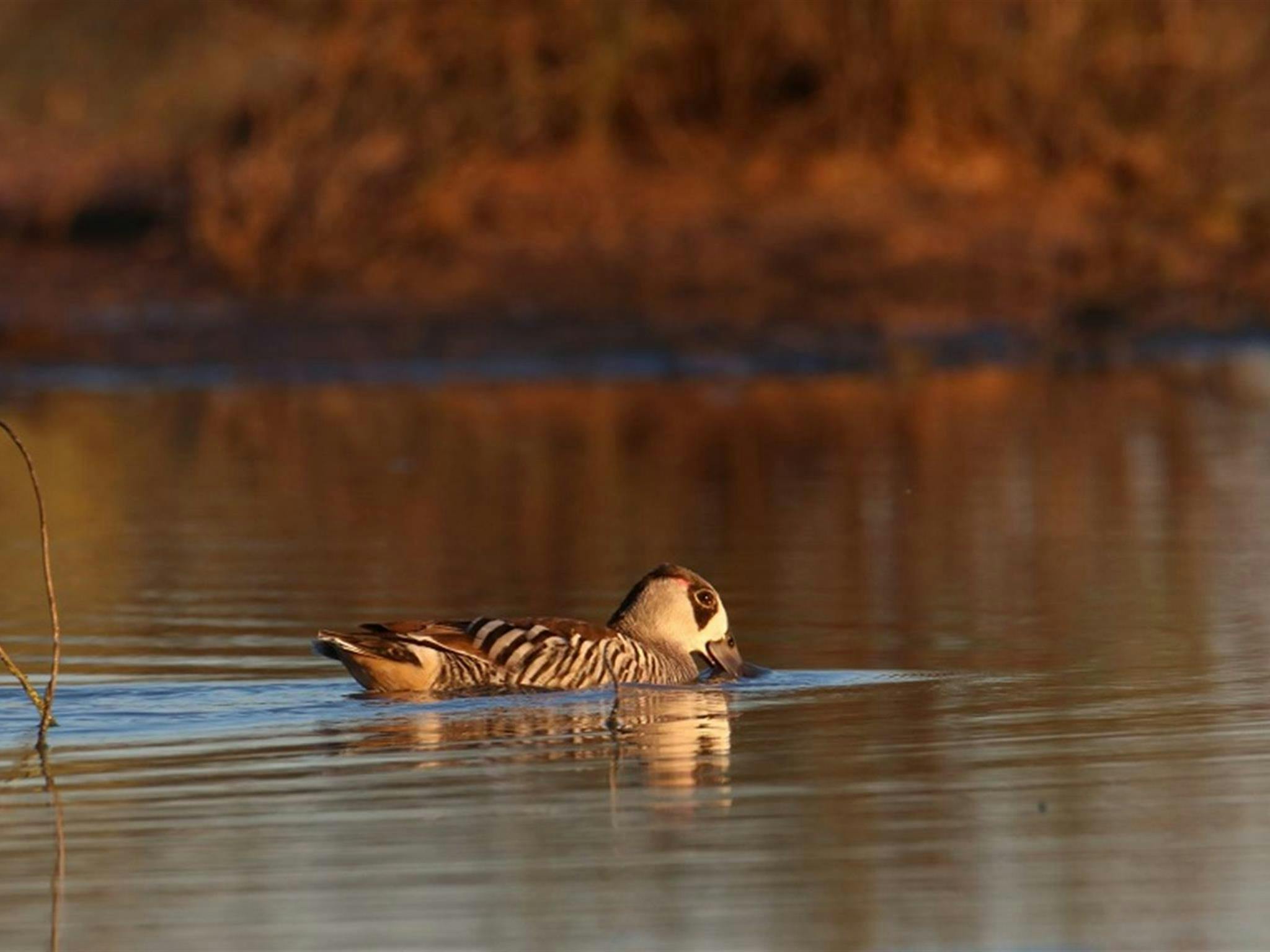 Pink-eared duck, Narriearra Caryapundy Swamp National Park. Photo: Courtney Davies &copy; DPIE