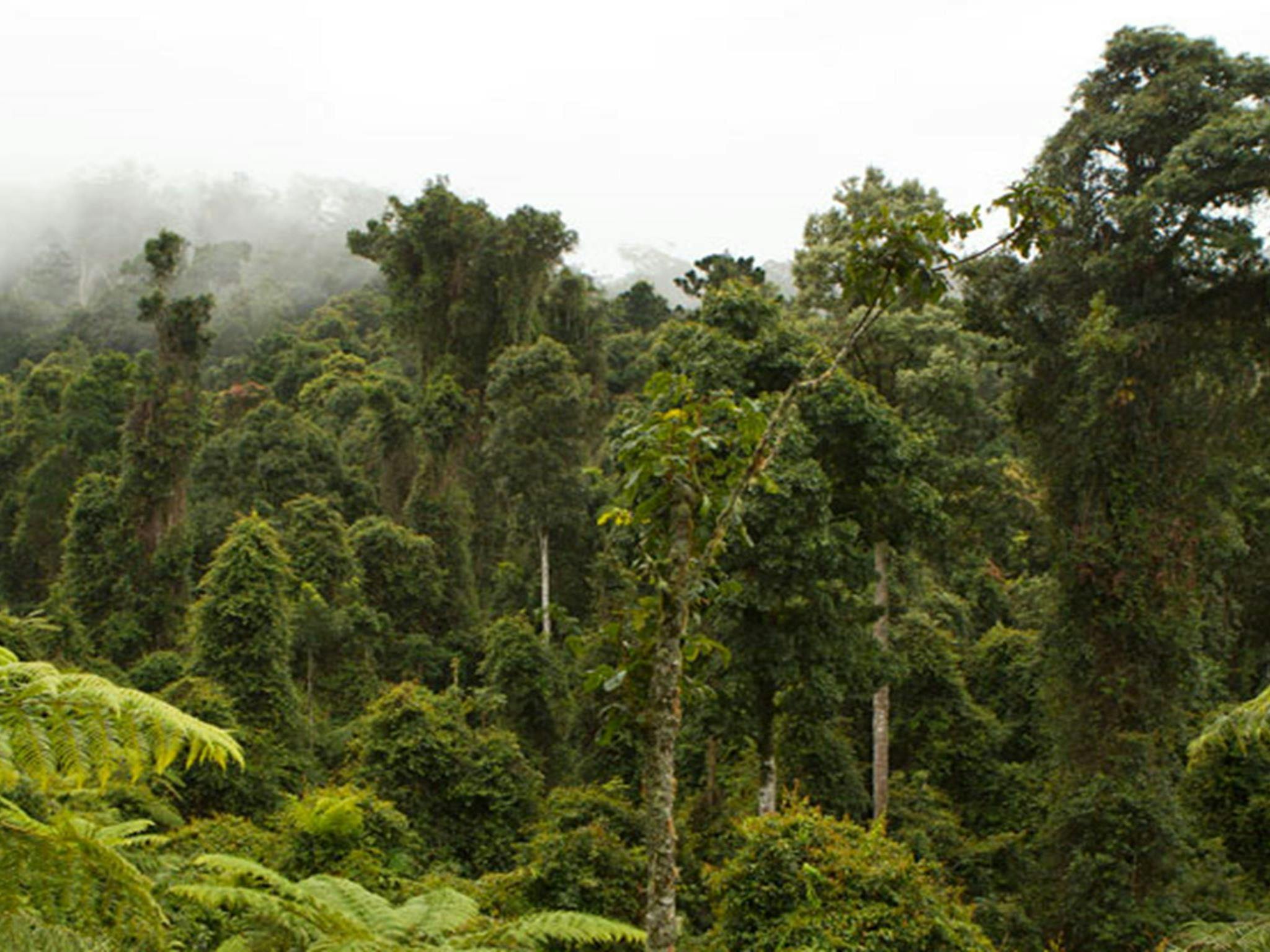喀斯喀特国家公园