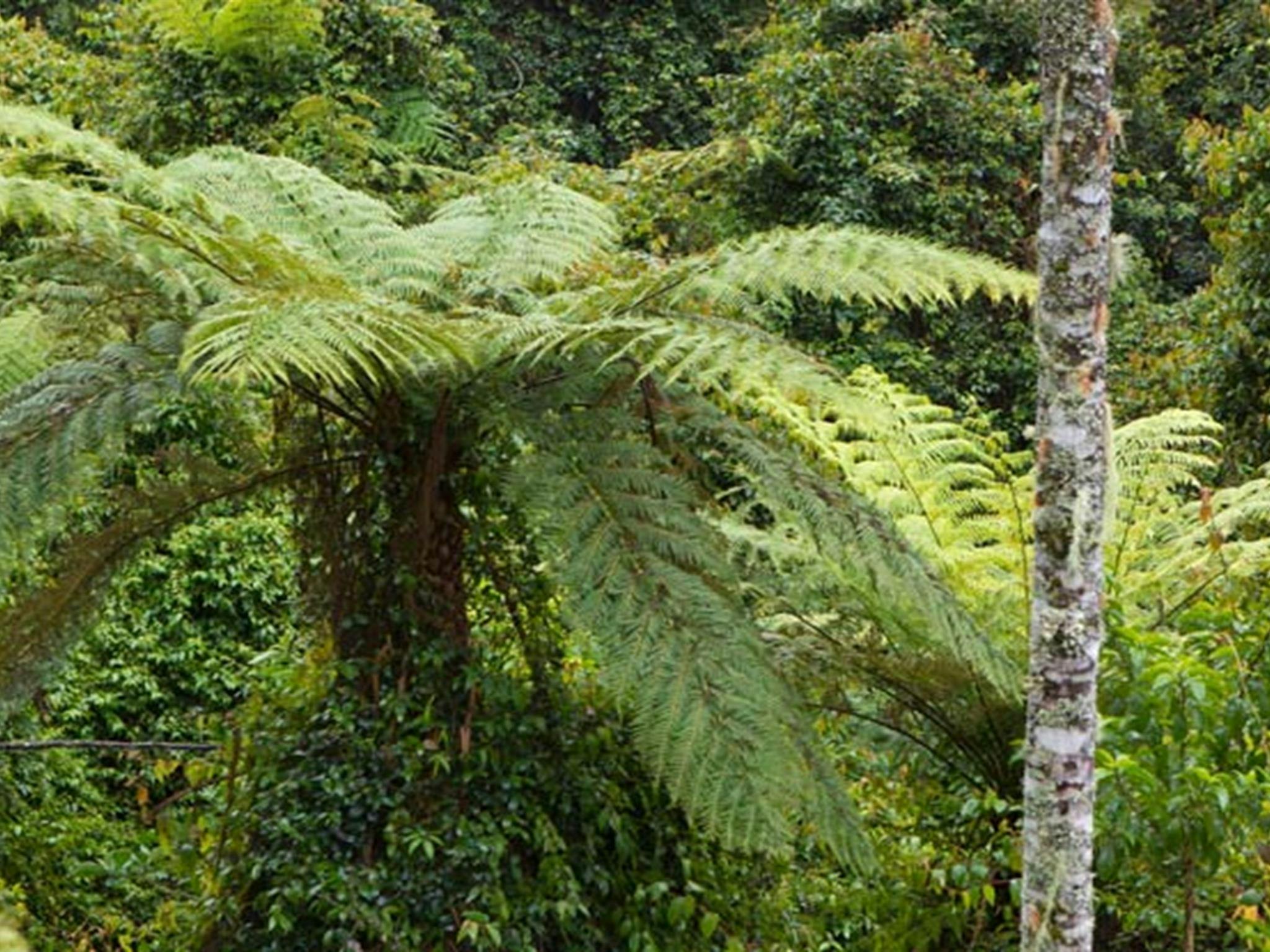 カスケード国立公園。写真：ロバート・クリアリー &copy; DPIE