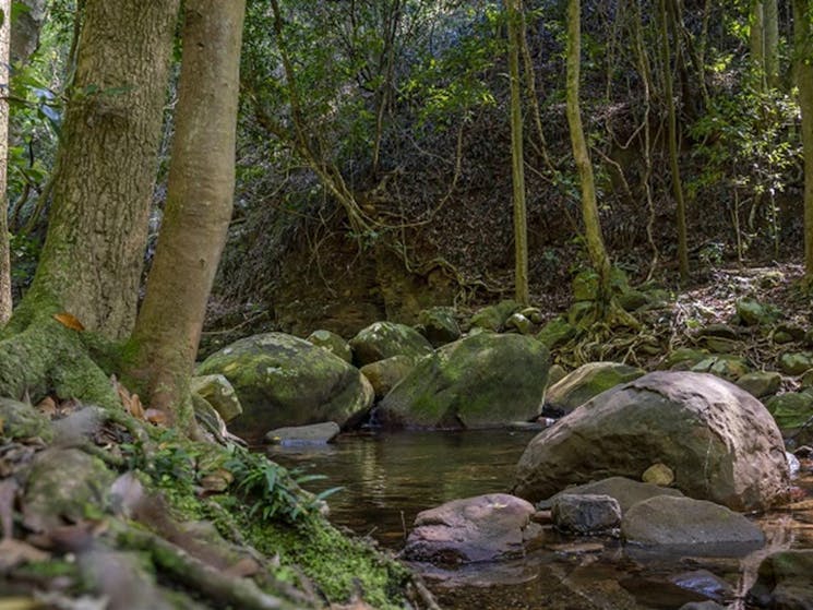 Trickling creek in the rainforest, Cascades picnic area, Macquarie Pass National Park. Photo: John