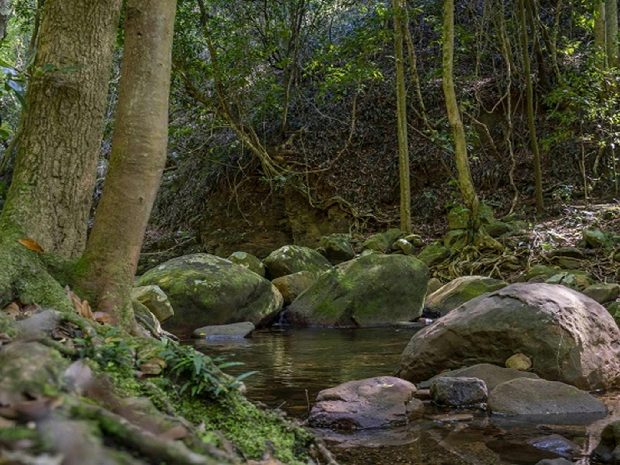 雨林中潺潺溪流，卡斯卡德野餐区，麦考瑞山口国家公园。照片：约翰
