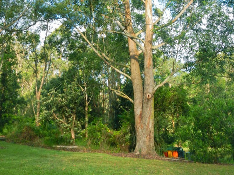 Casuarina Point picnic area, Lane Cove National Park. Photo: Debbie McGerty