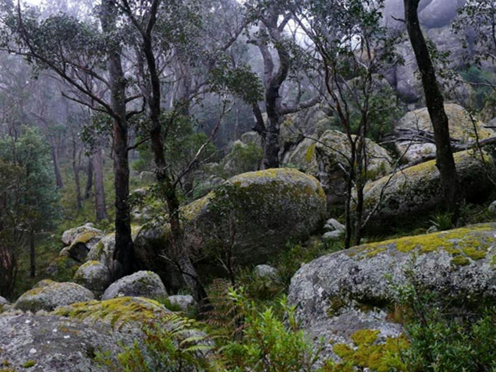 Boulders along Cathedral Rock track in Cathedral Rock National Park. Photo: A Ingarfield/OEH