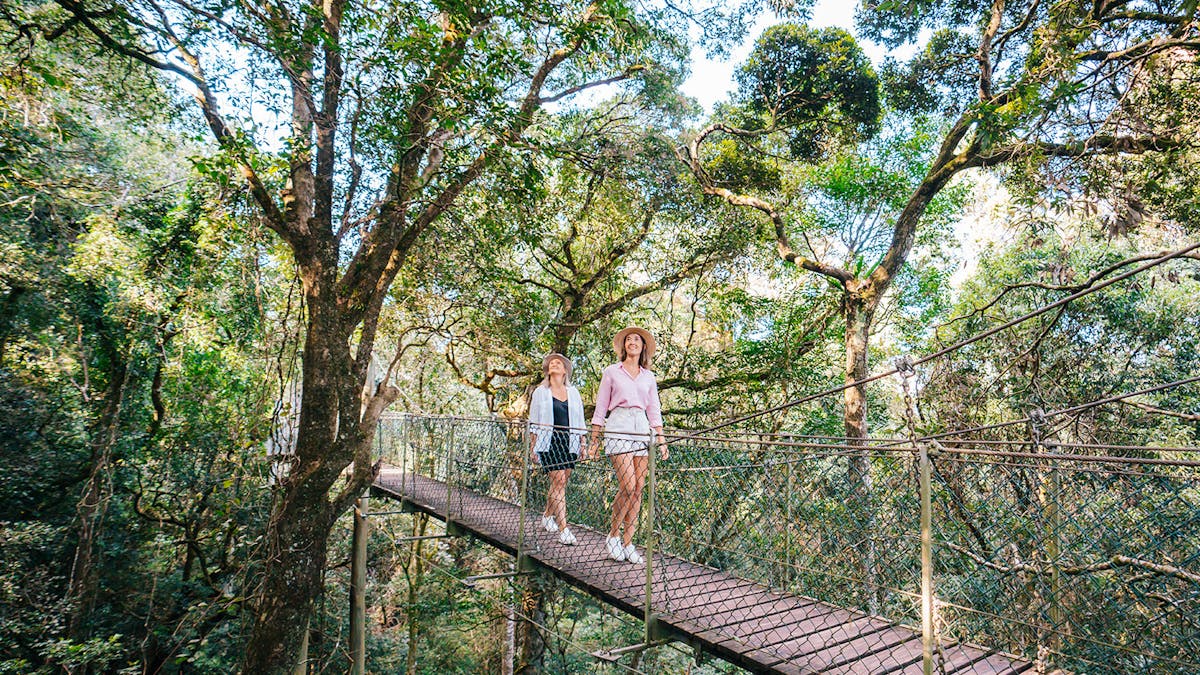 O'Reillys Tree Top Walk