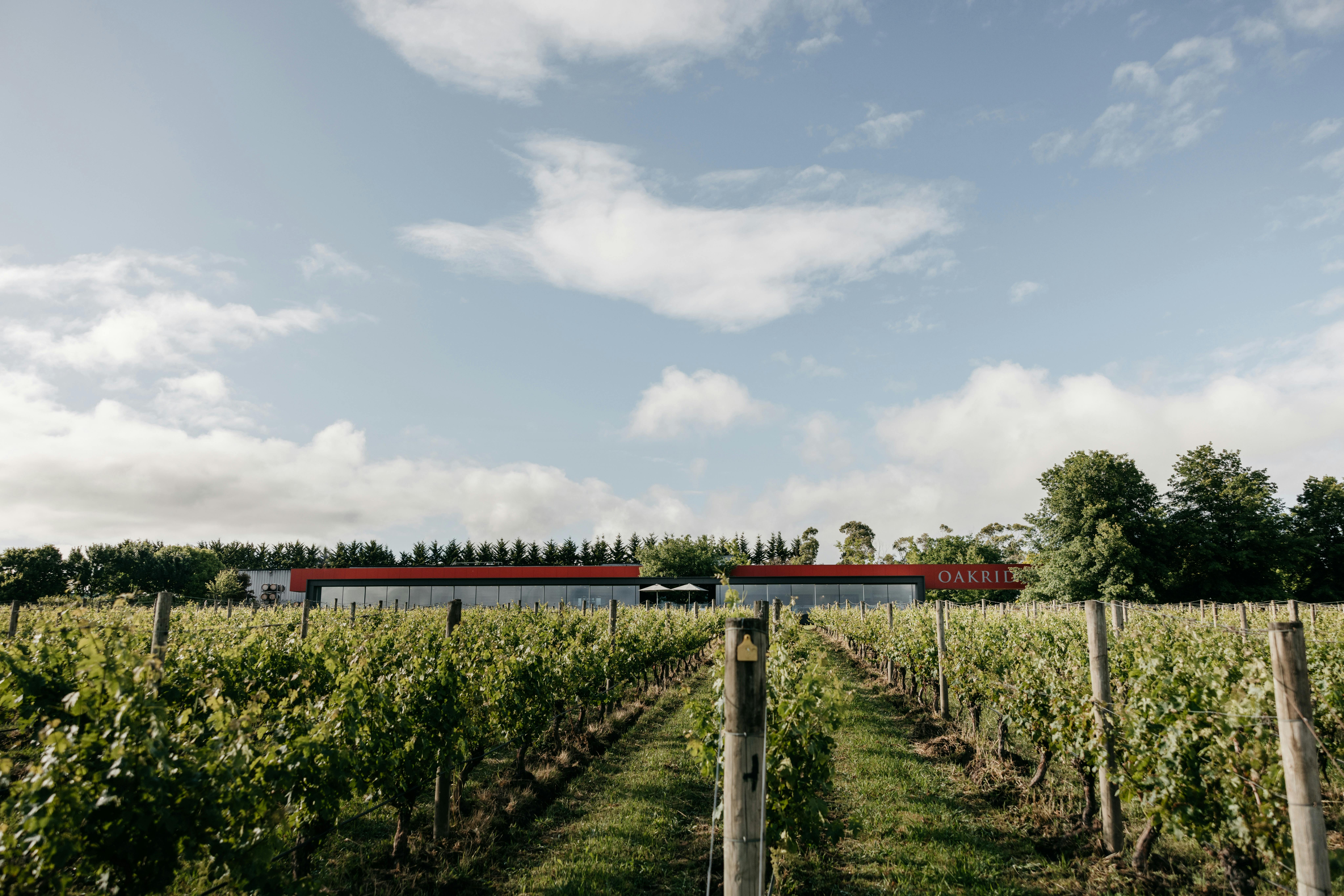 A view through the 864 vineyard to Oakridge's Yarra Valley Cellar Door & Restaurant