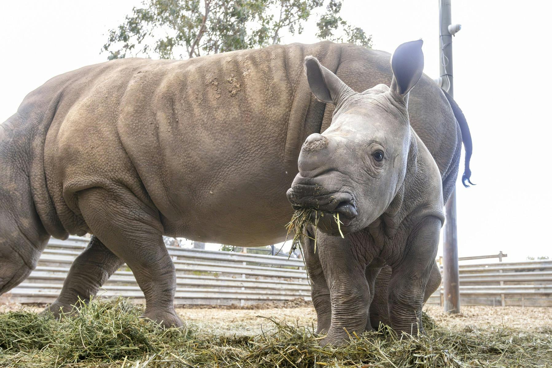 Raising Rhinos Experience at Werribee Open Range Zoo