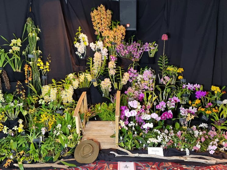 A display of Orchids