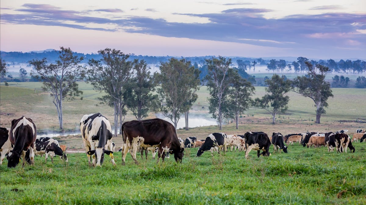 Kenilworth Dairies cows