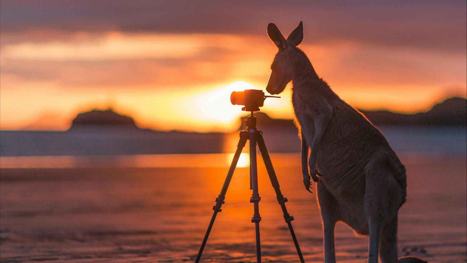 kangaroo and camera at Cape Hillsborough at sunrise