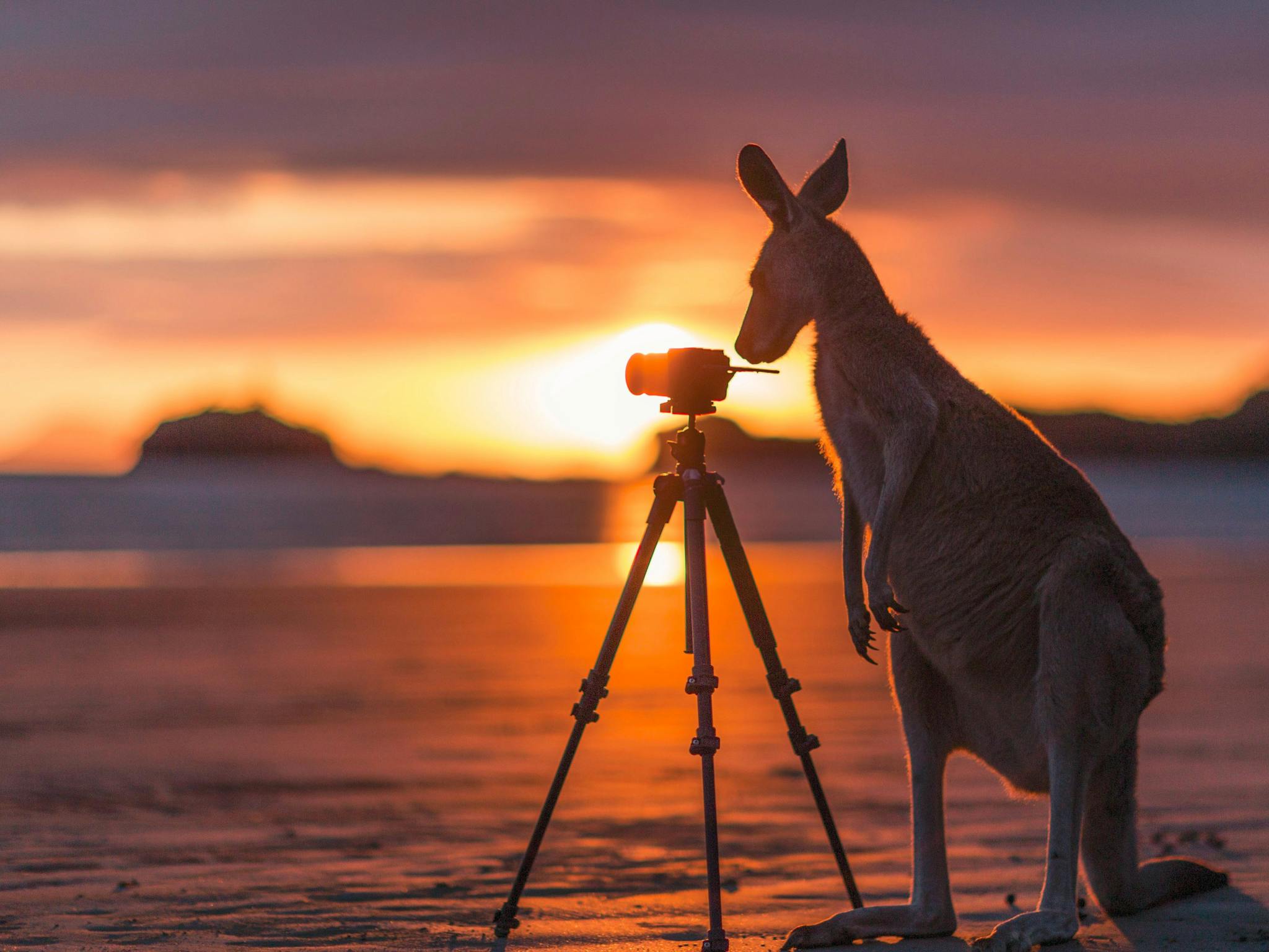 kangaroo and camera at Cape Hillsborough at sunrise kangaroo and camera at Cape Hillsborough at sunrise