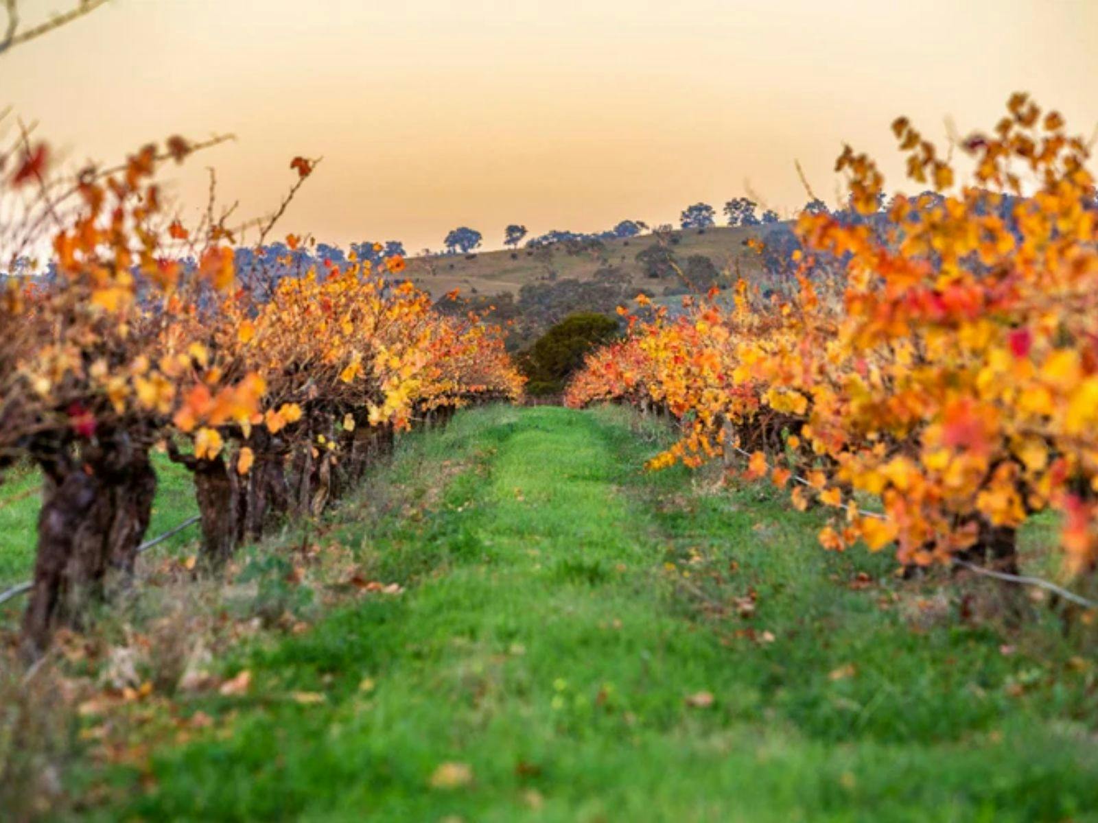 Teusner Wine Dinner at The Growers by Ponte