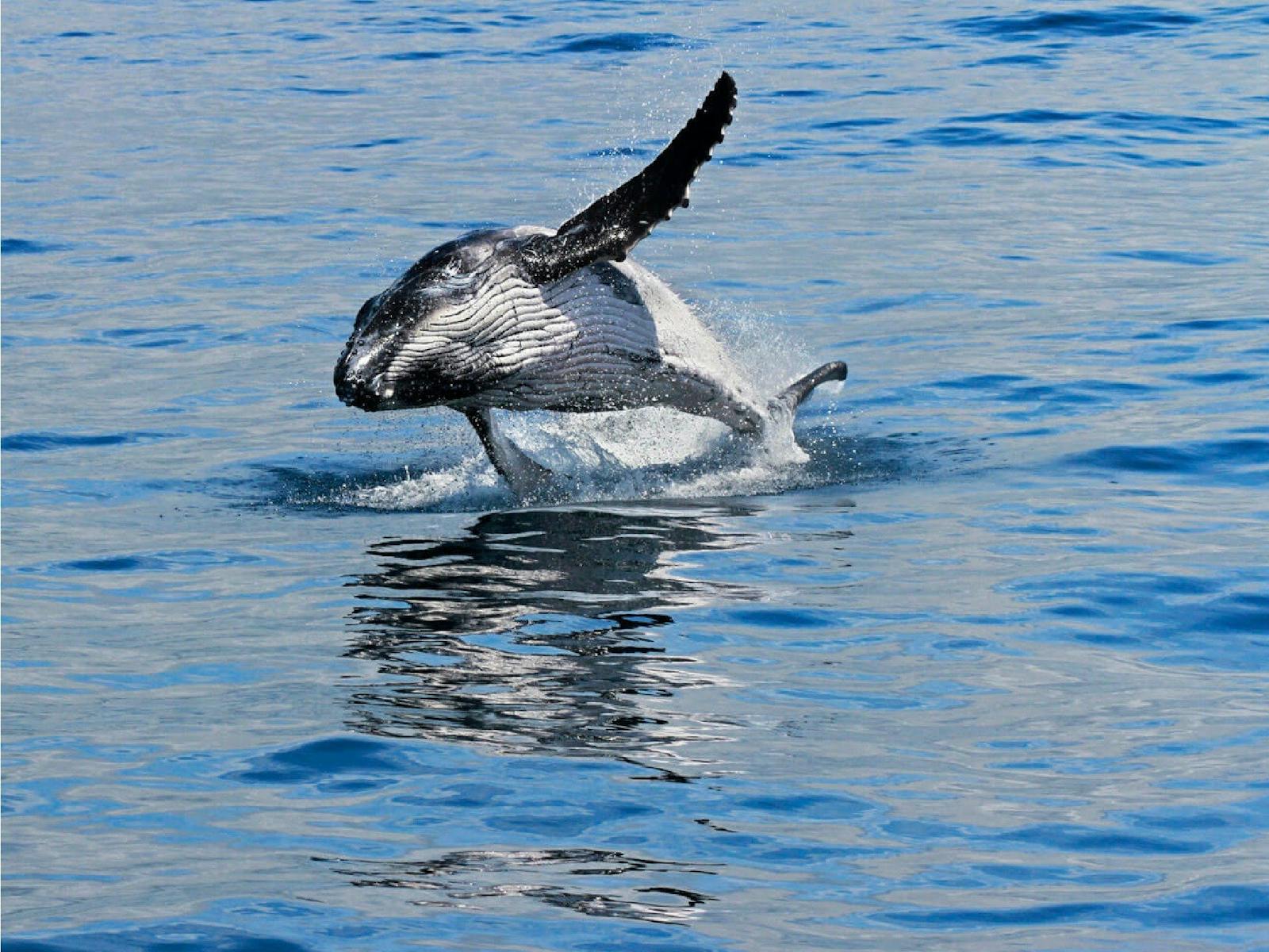 Whale watching tours Cronulla