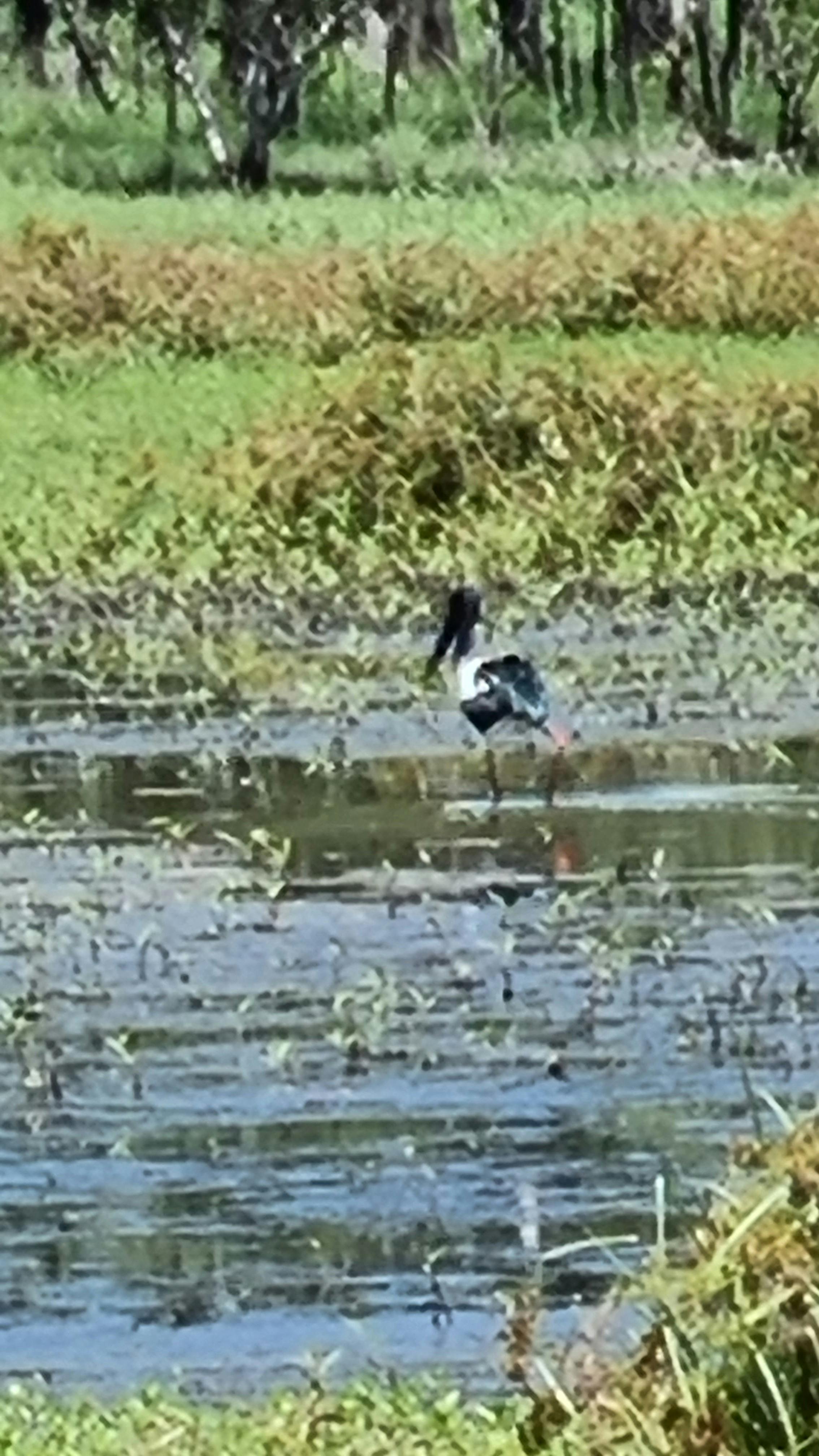 Bird Lakefield NP