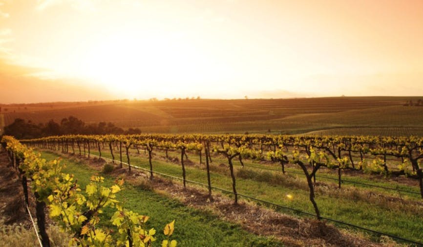 Clare Valley Wine Tour Riesling Trail