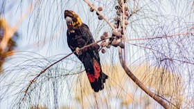 One of the many Kangaroo Island endemic sub-species is the Kangaroo Island glossy black cockatoo