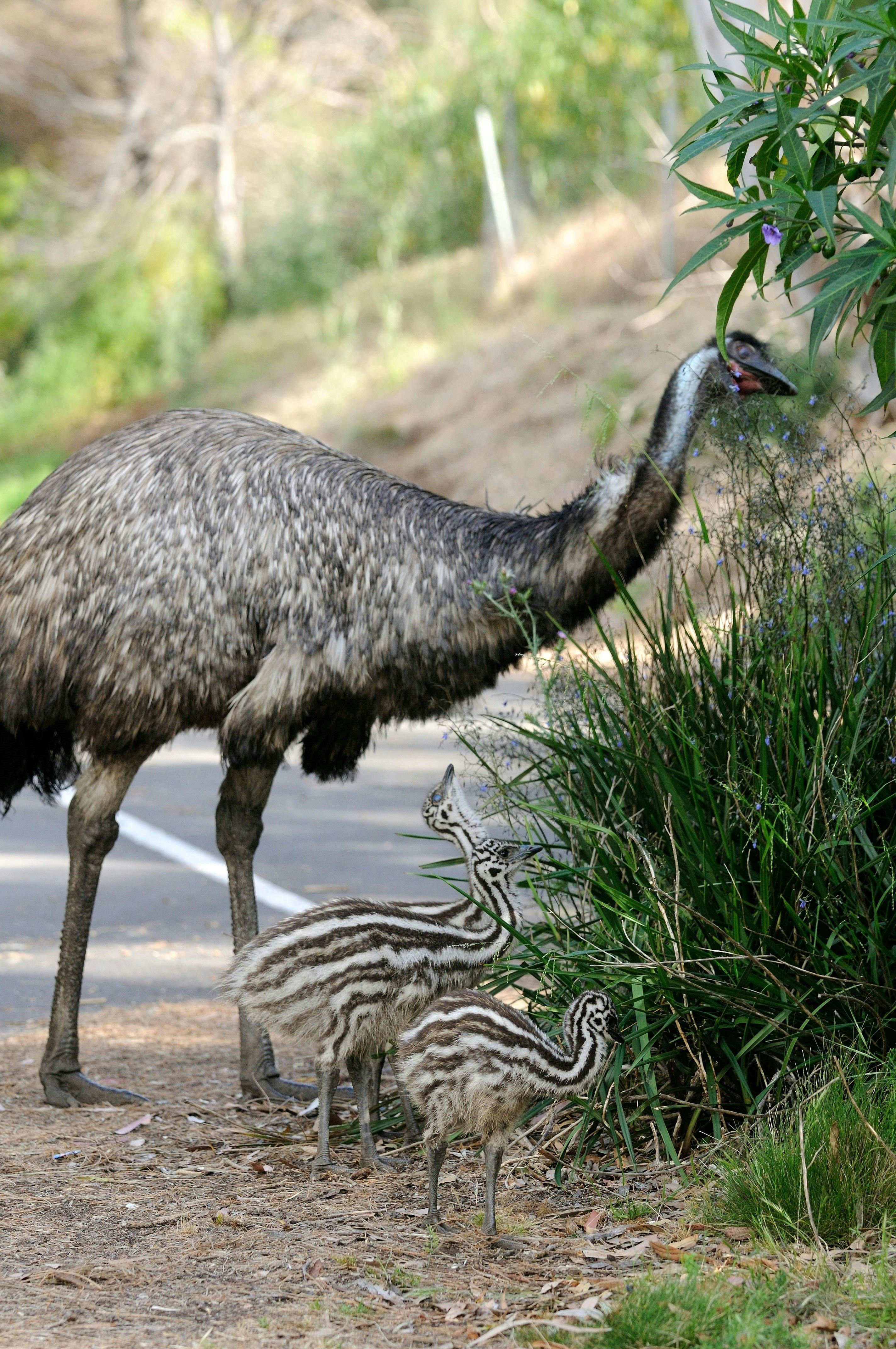 Emu