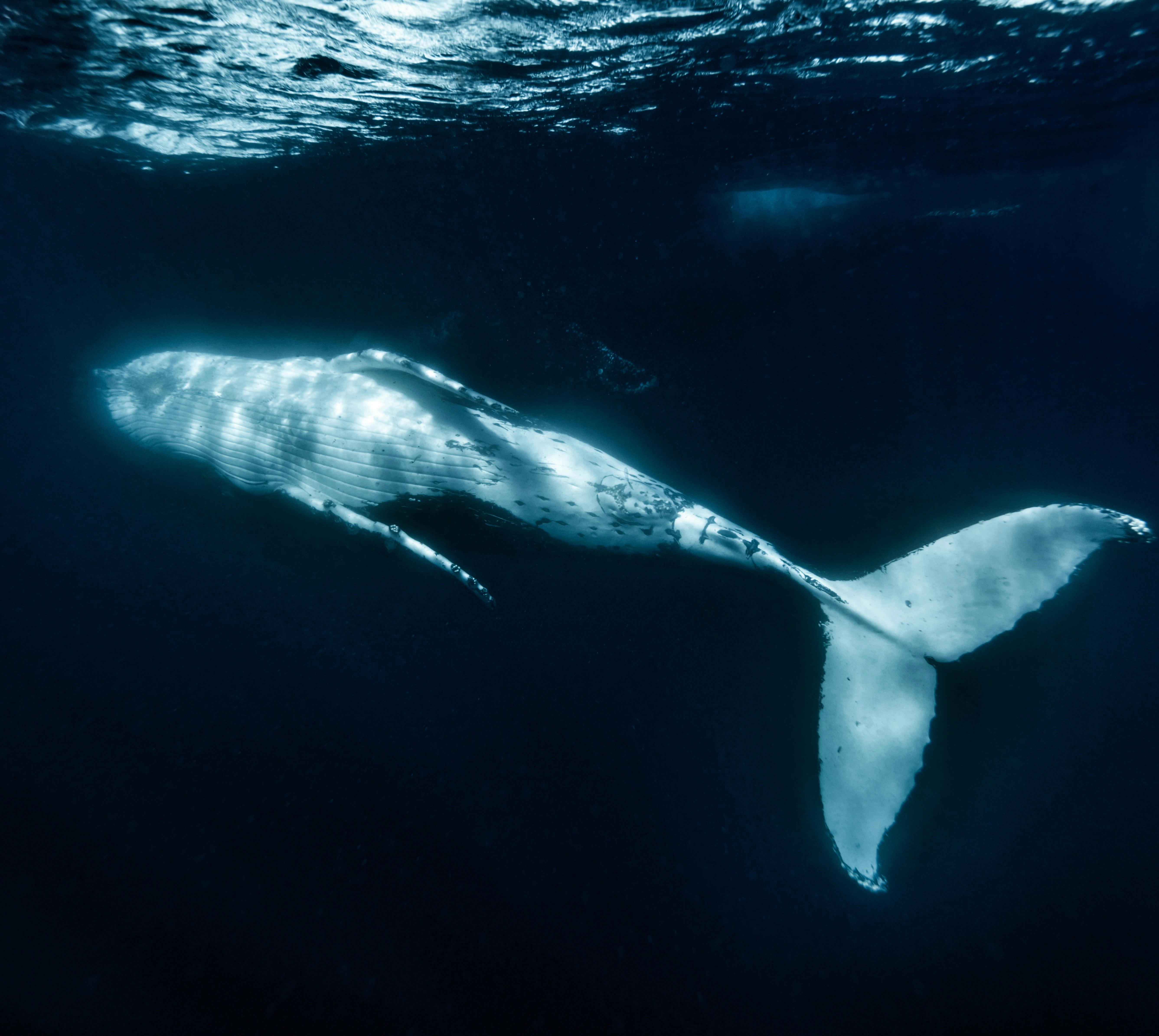 Swim with whales Jervis bay woebegone
