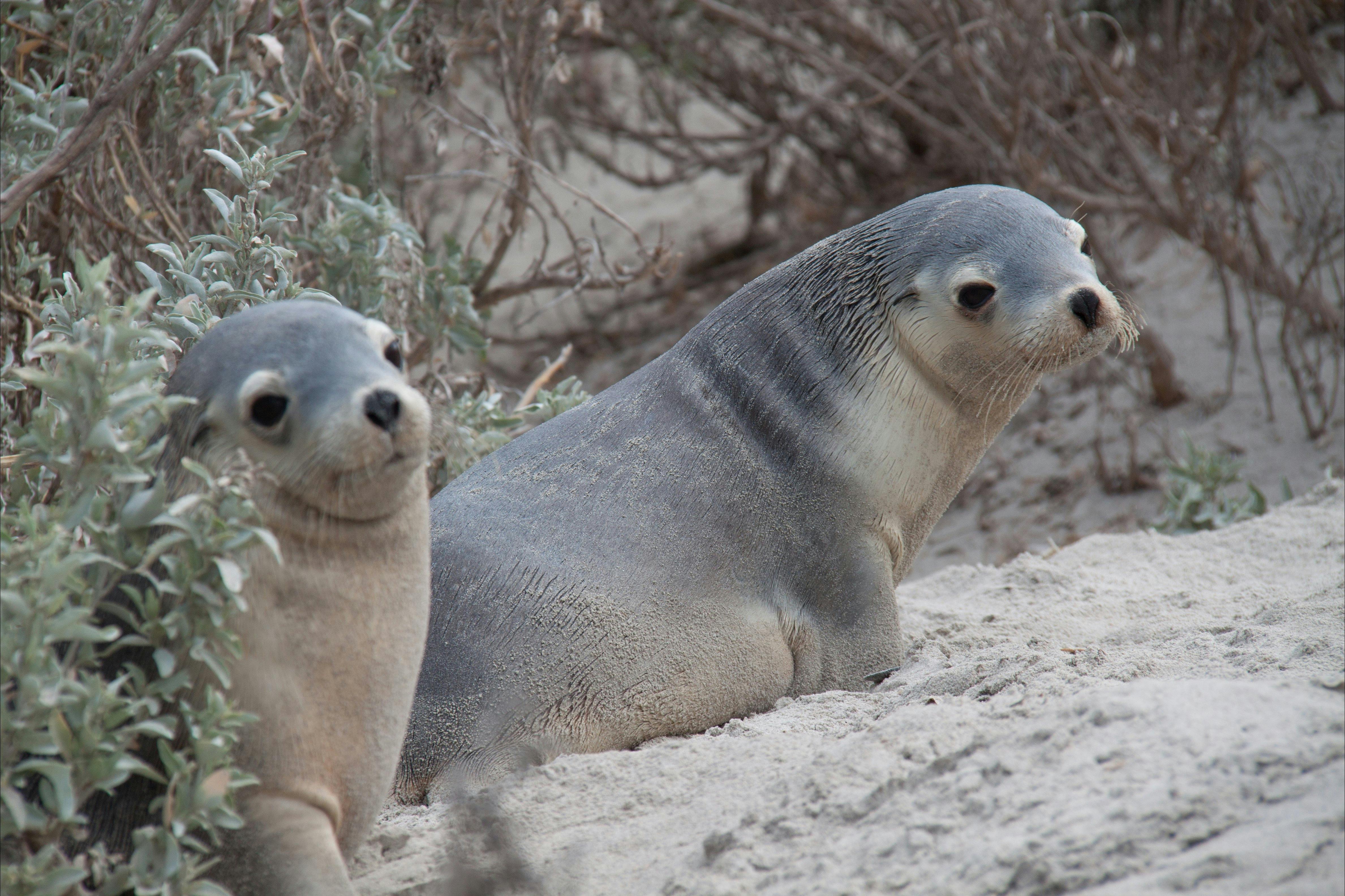 Seals