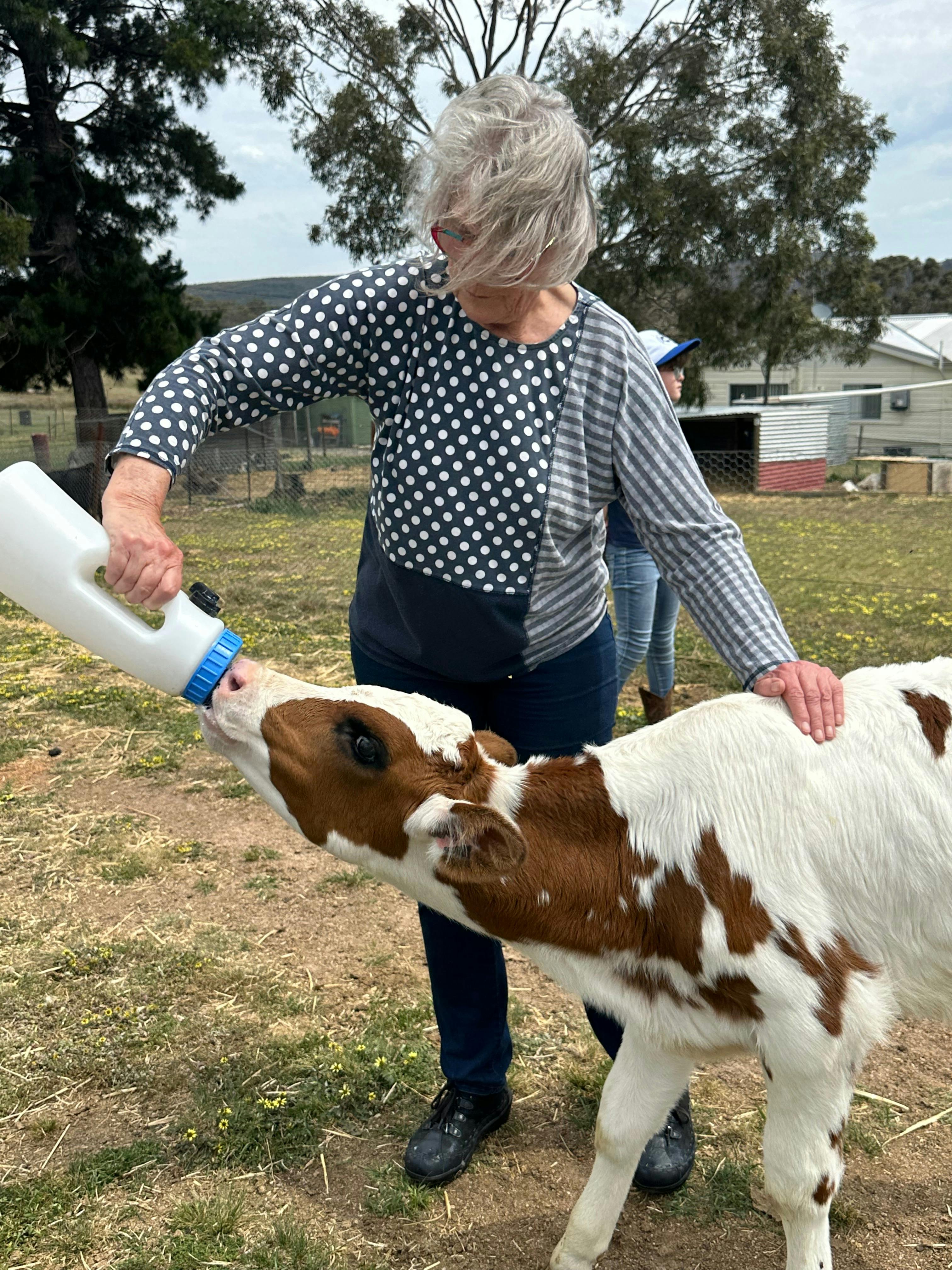 Afternoon Animal Feeding Experience