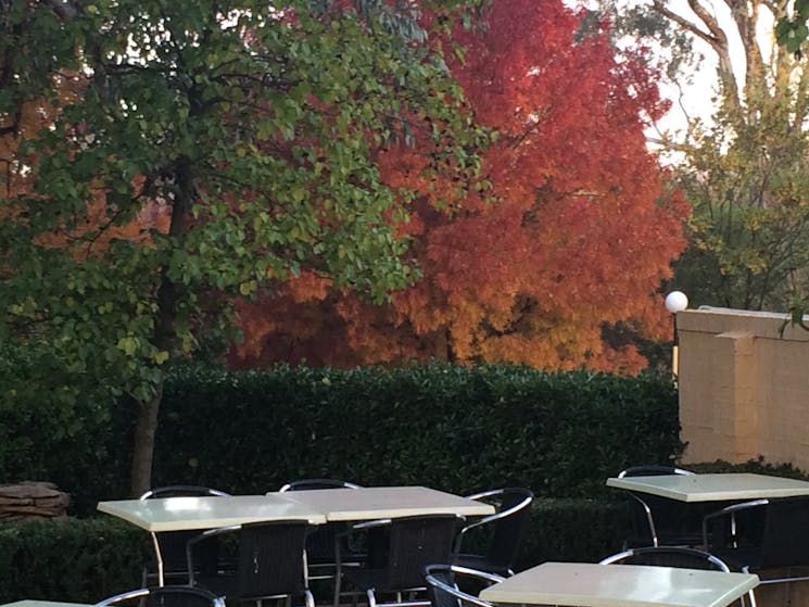 Their outdoor courtyard in Autumn