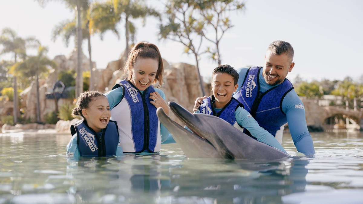 Dolphins at Sea World