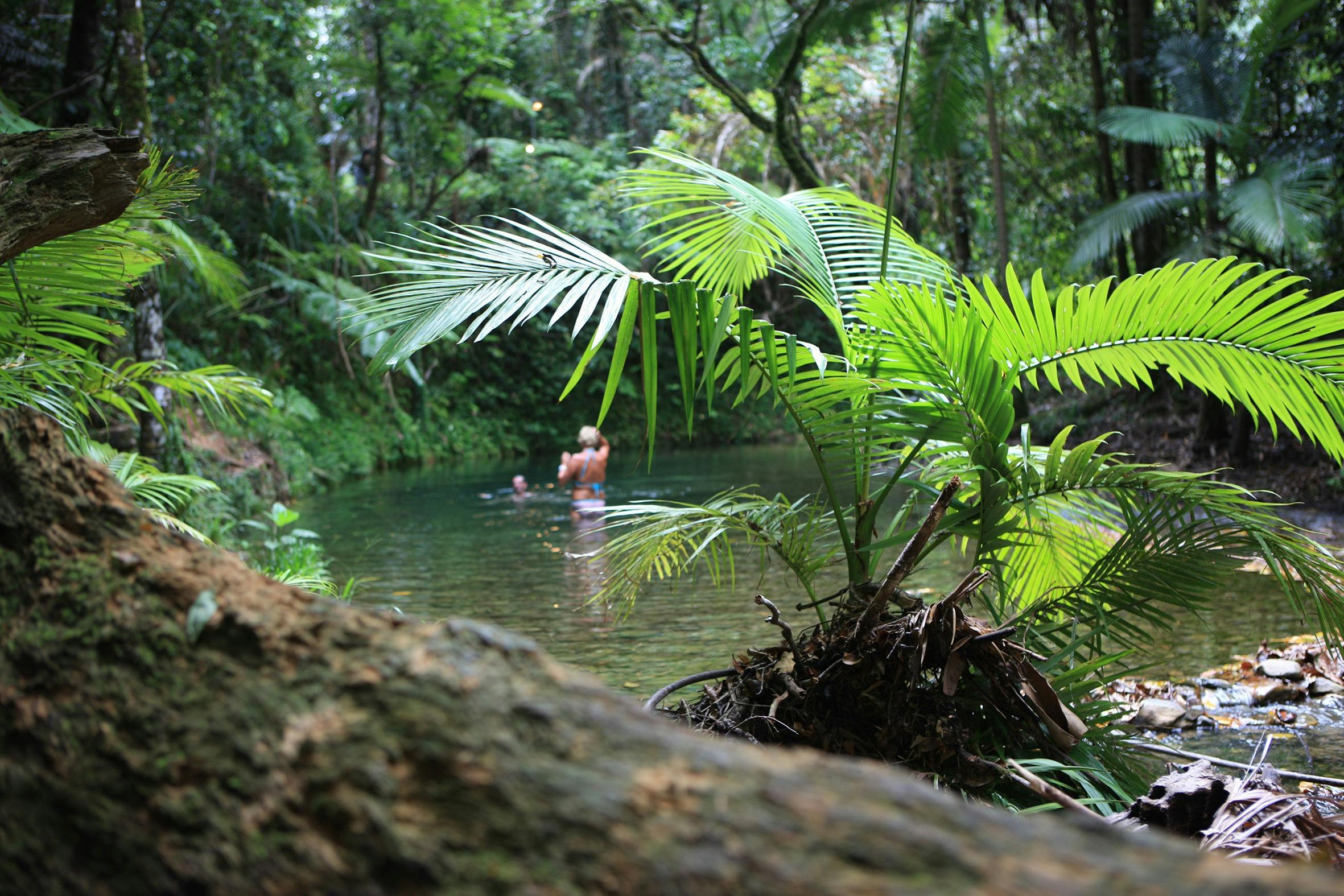 Rainforest stream