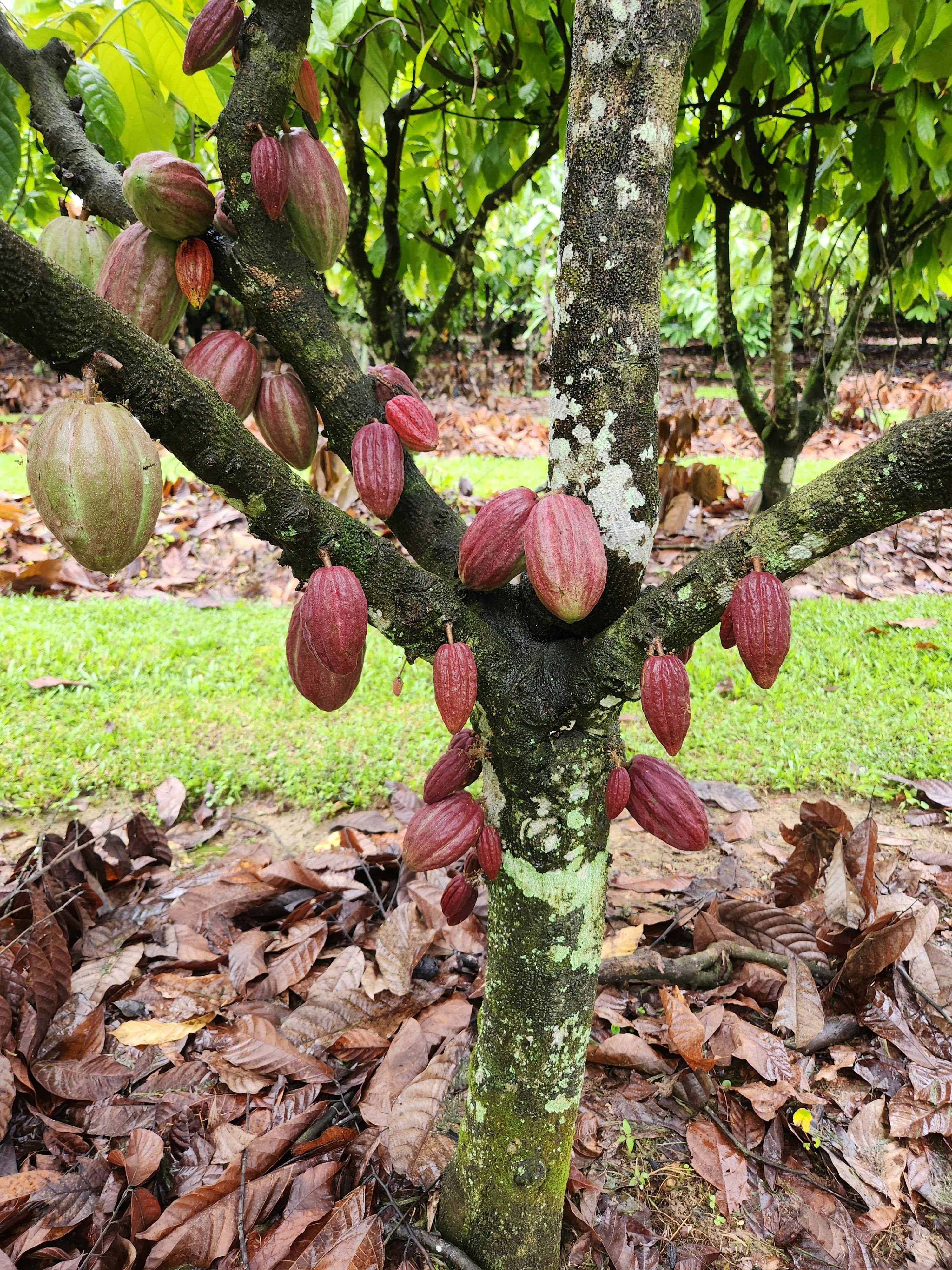The Australian Chocolate Farm