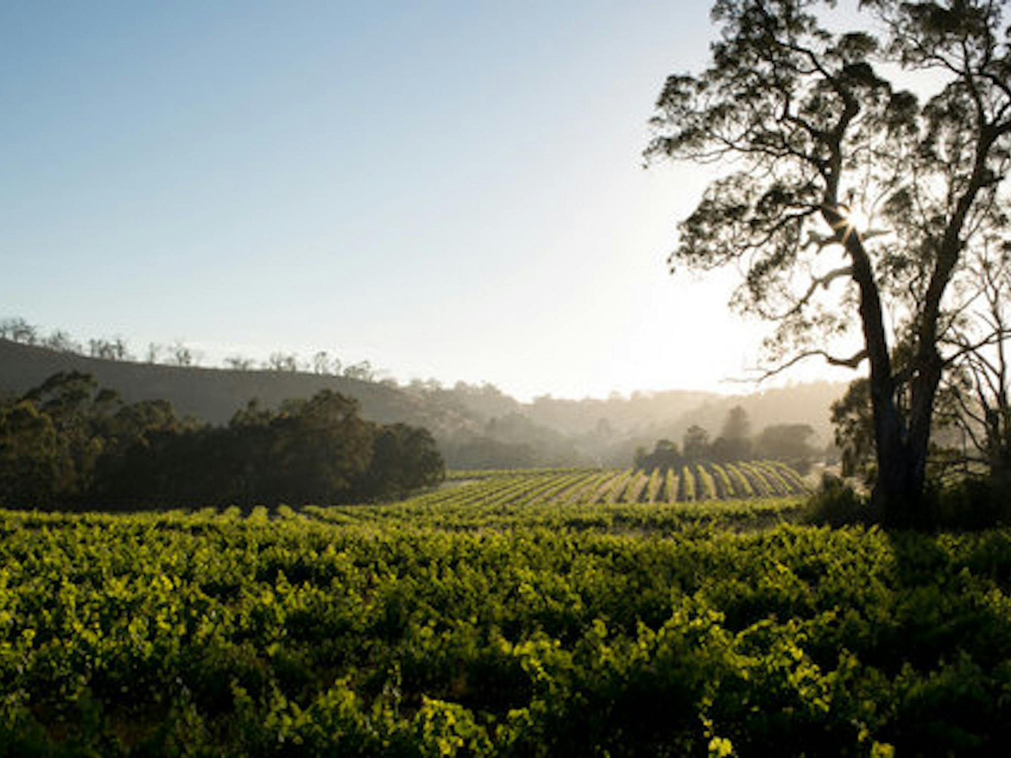 Sunlight over Vineyard