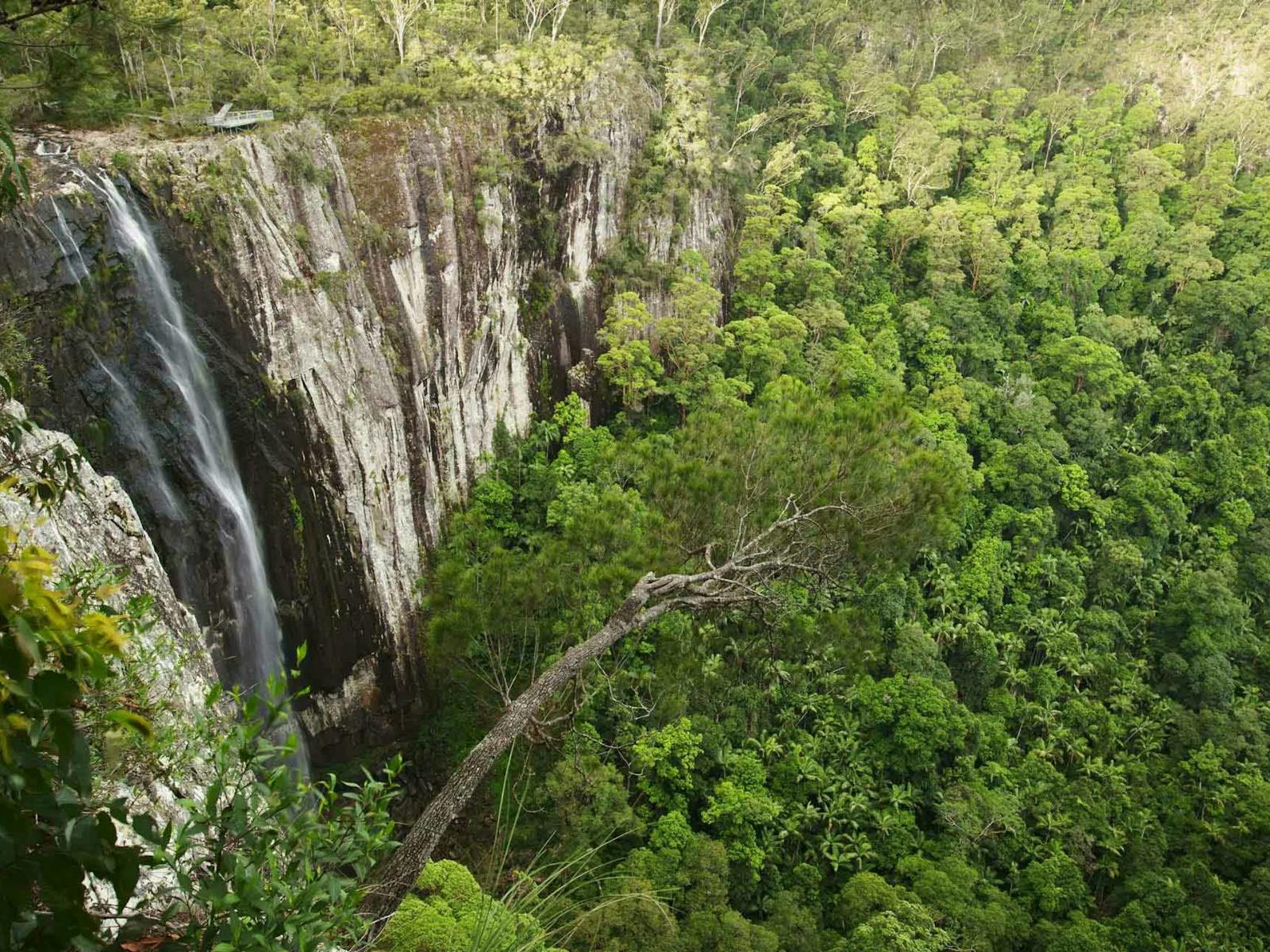 Minyon Falls Rosenbank