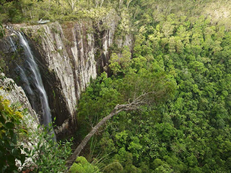 Minyon Falls Rosebank