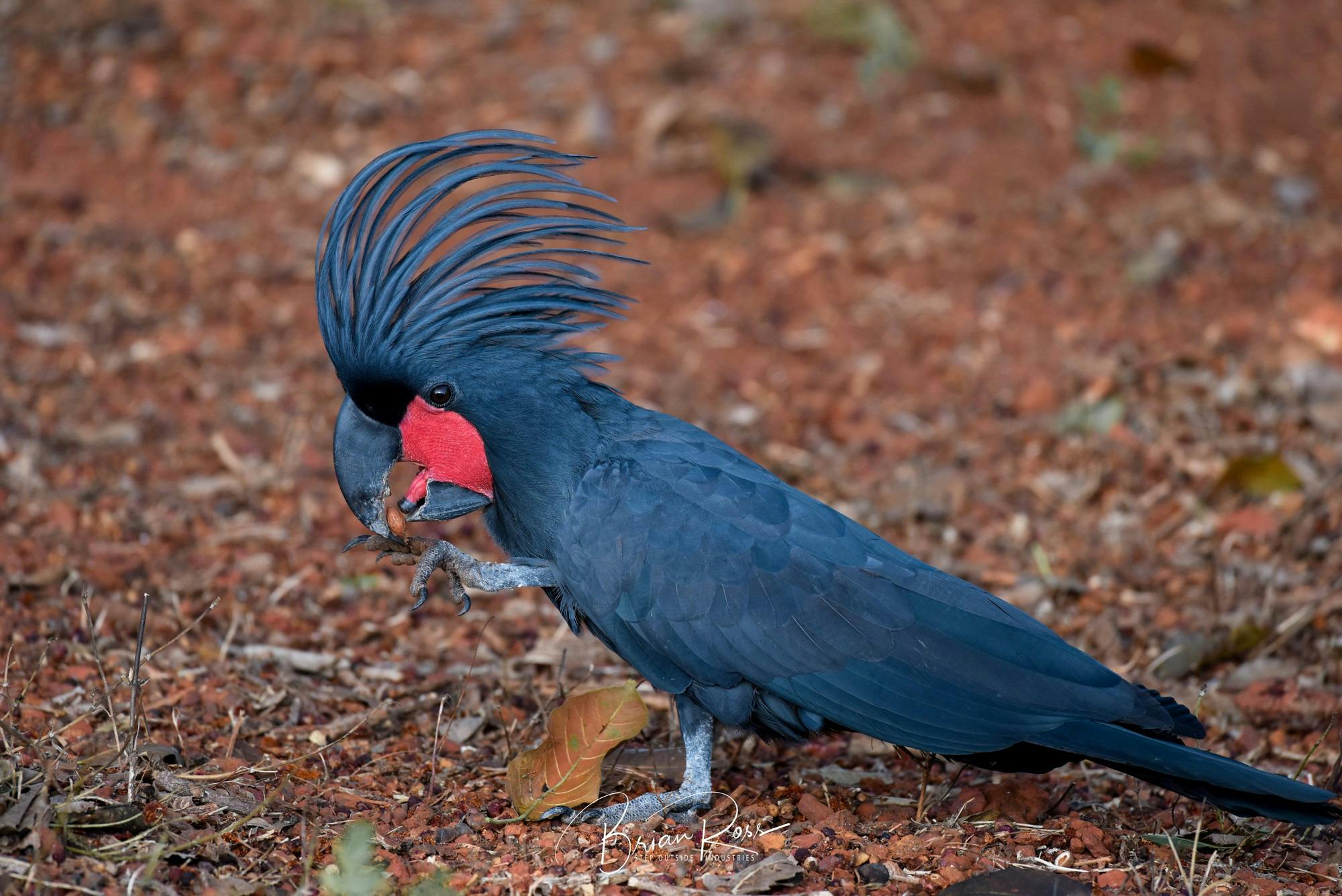 Palm cockatoo eating on ground