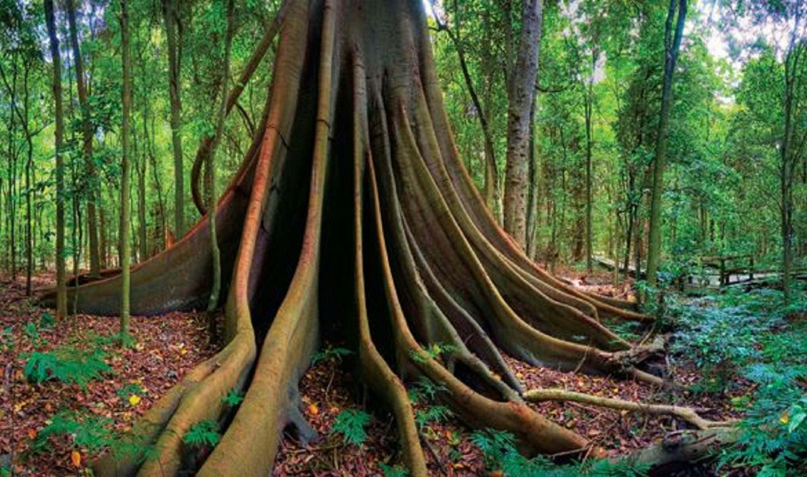 Tree in Wingham Brush