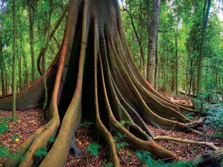 Tree in Wingham Brush