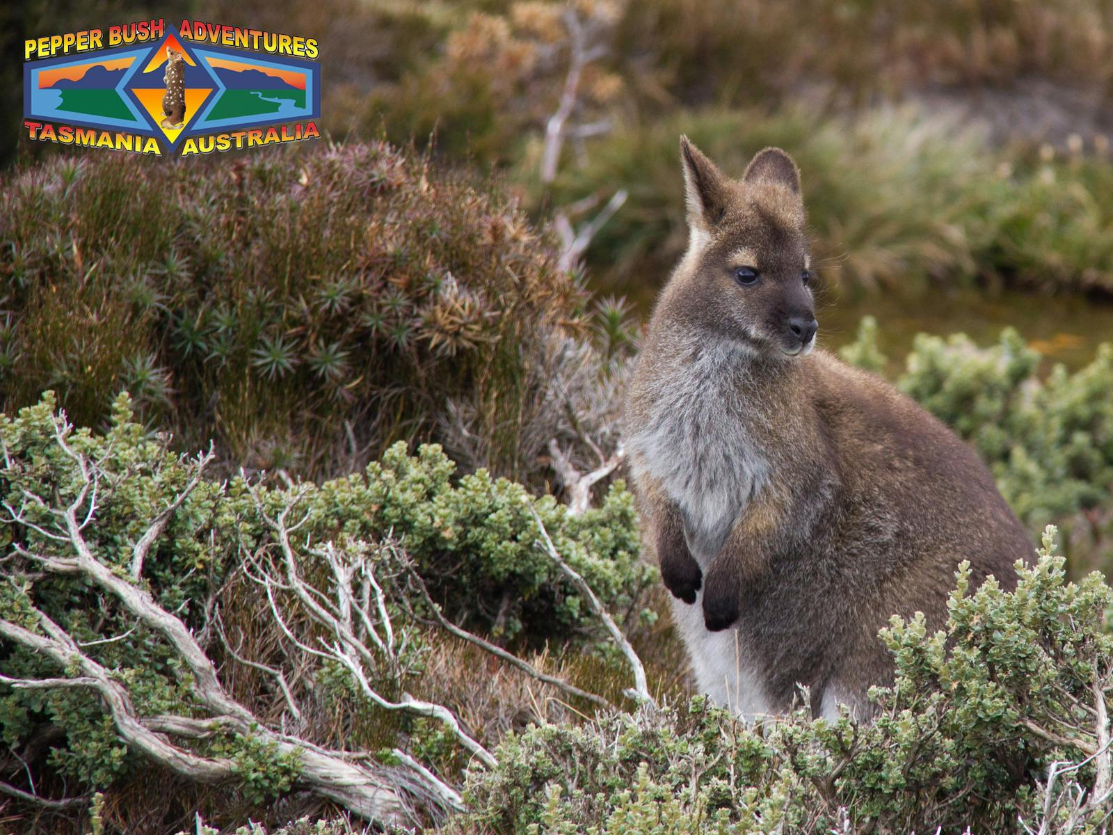 Bennett's wallaby in alpine vegetation